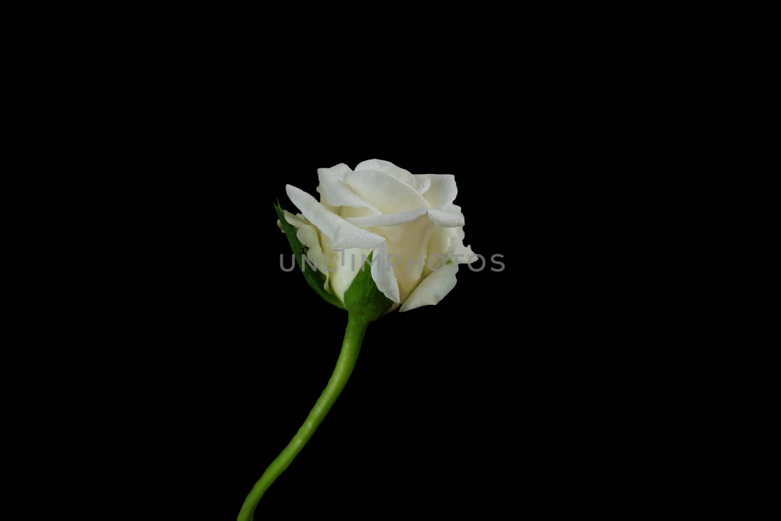 Cut out white rose flower isolated on black background by Macrostud