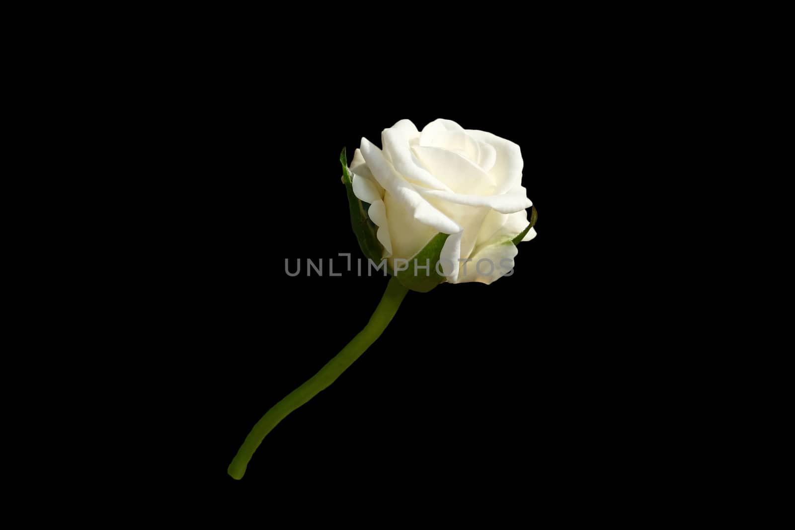Cut out white rose flower isolated on black background by Macrostud