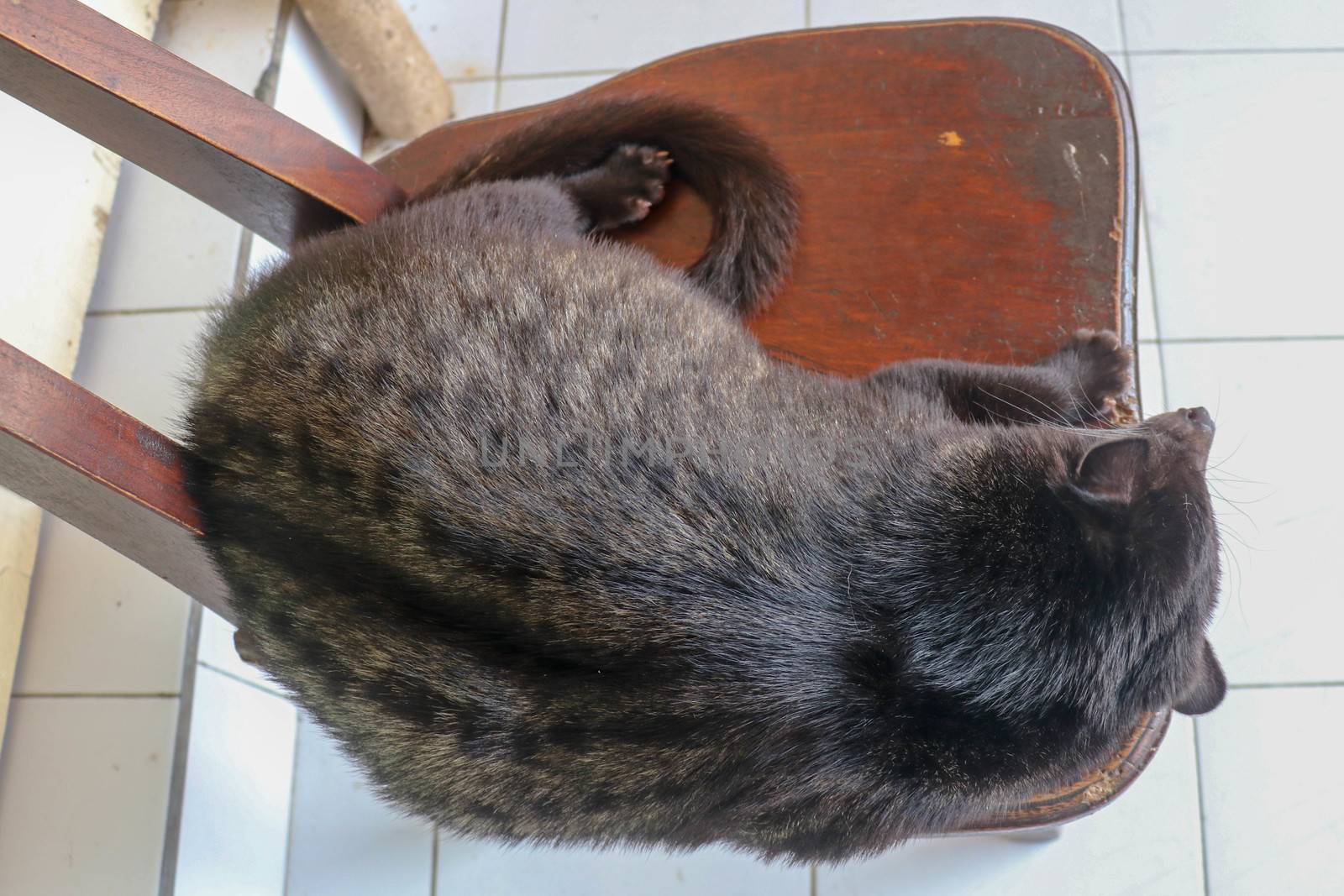 Black male Asian Palm Civet lying and resting on a wooden chair in a coffee shop in Bali, Indonesia. This Coffee is the most expensive coffee of the world. Asian Palm Civet produces coffe in farm.