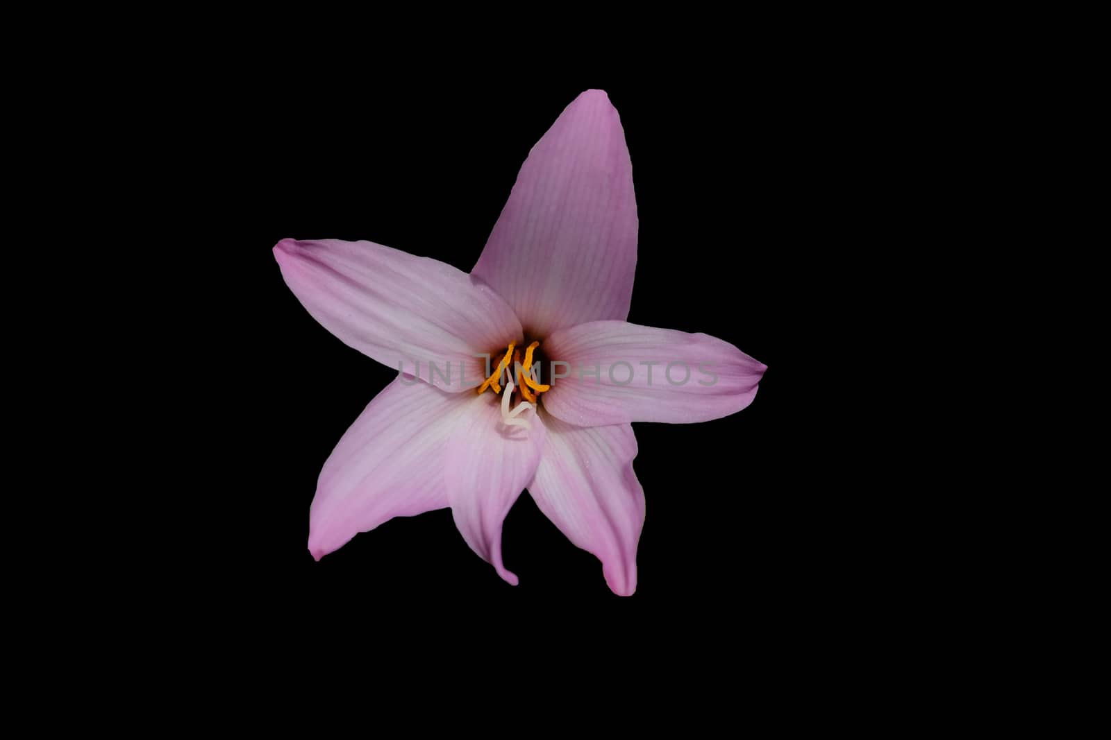 Closeup head shot of pink easter lily flower isolated on black background by Macrostud