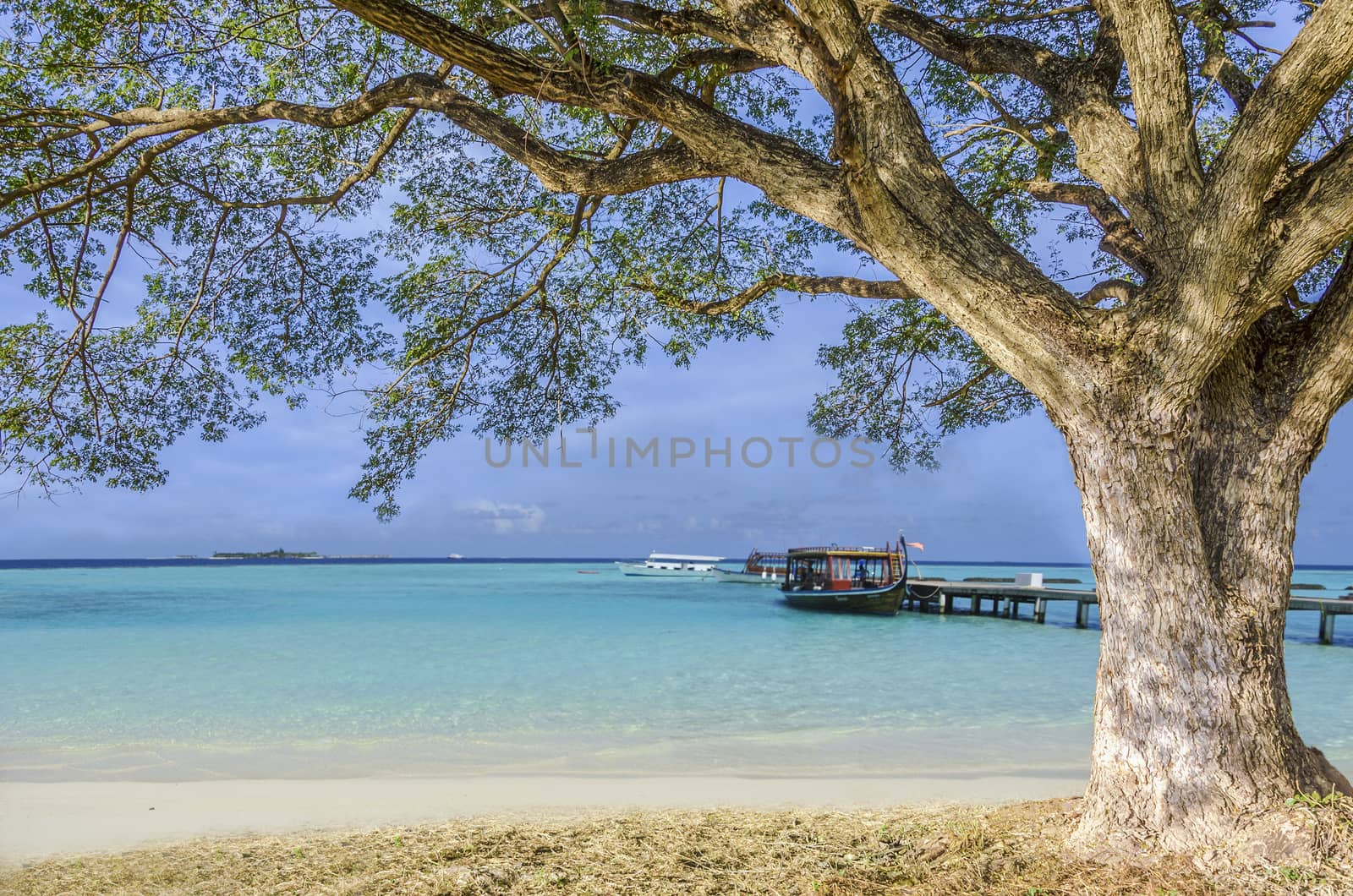 An image of big tree loacted on the beach