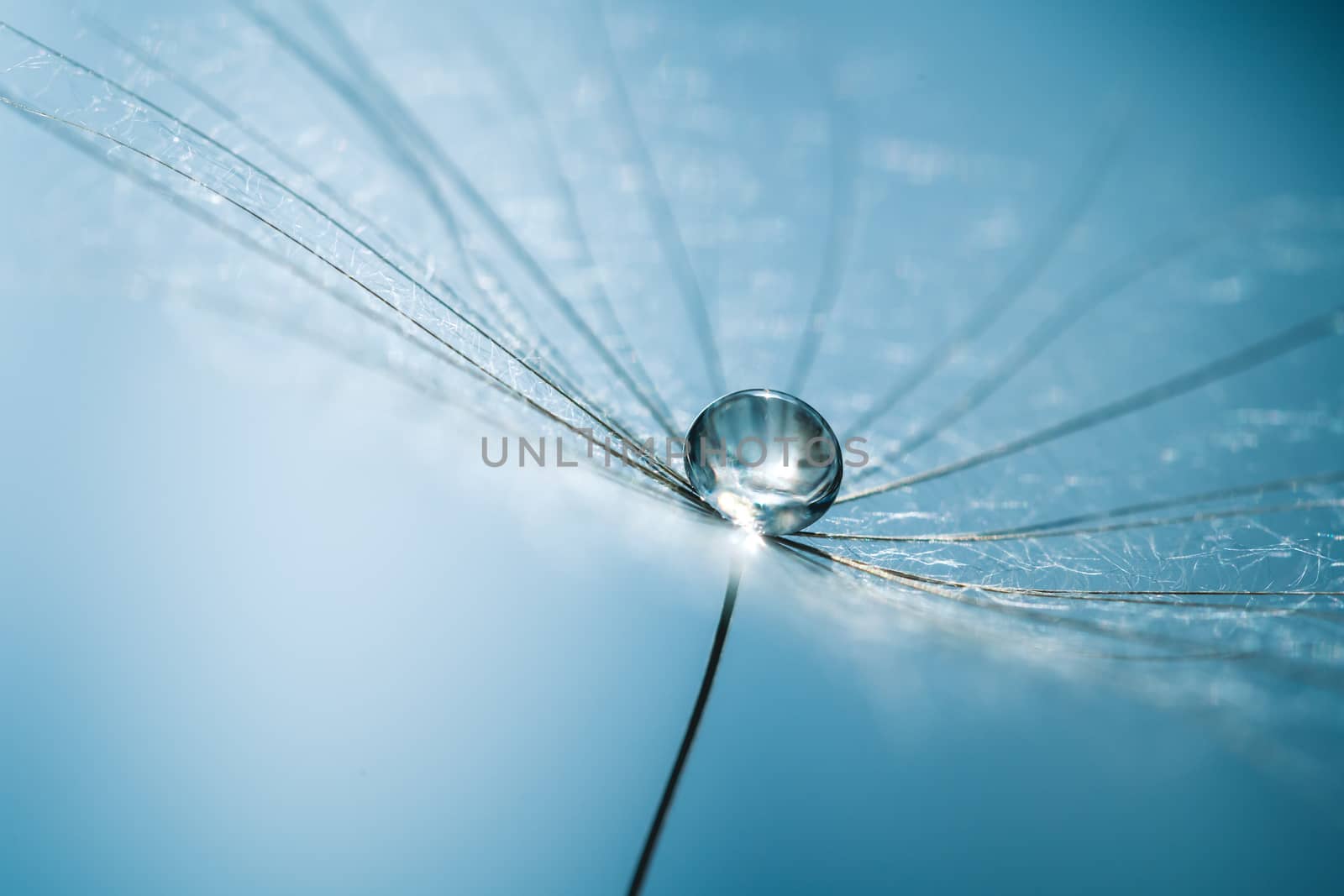 Drops of dew on dandelion seeds. Macro background mint color. Drops of water on the parachutes of a flower.Concept of a gentle image.