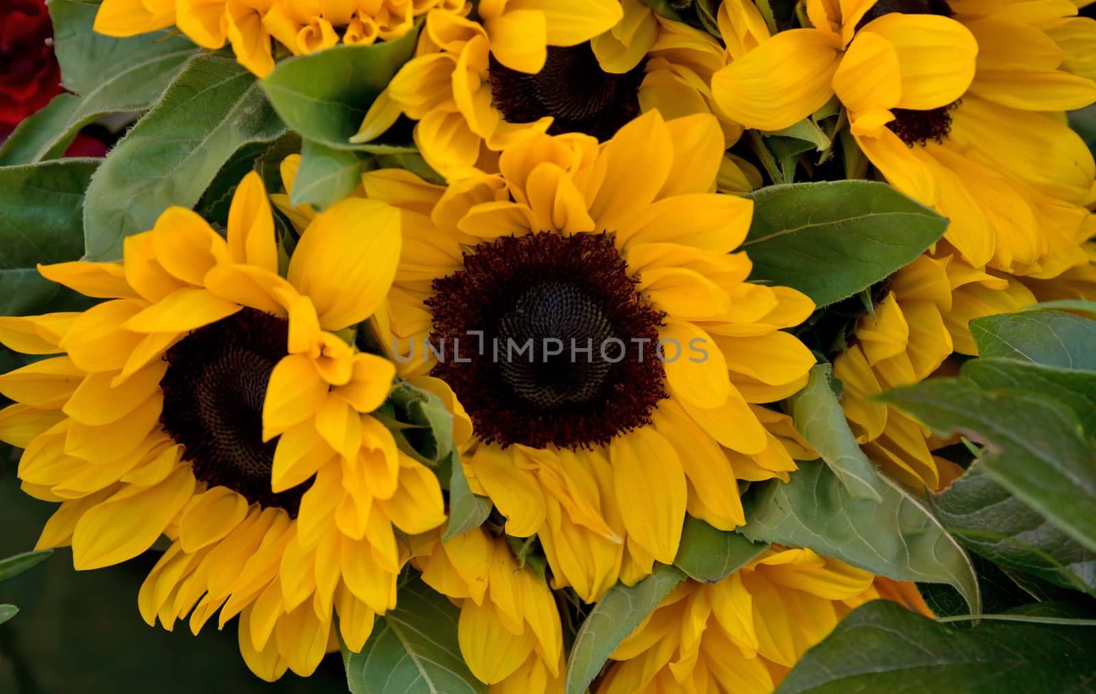 Decorative sunflowers at local farmer's market. France.