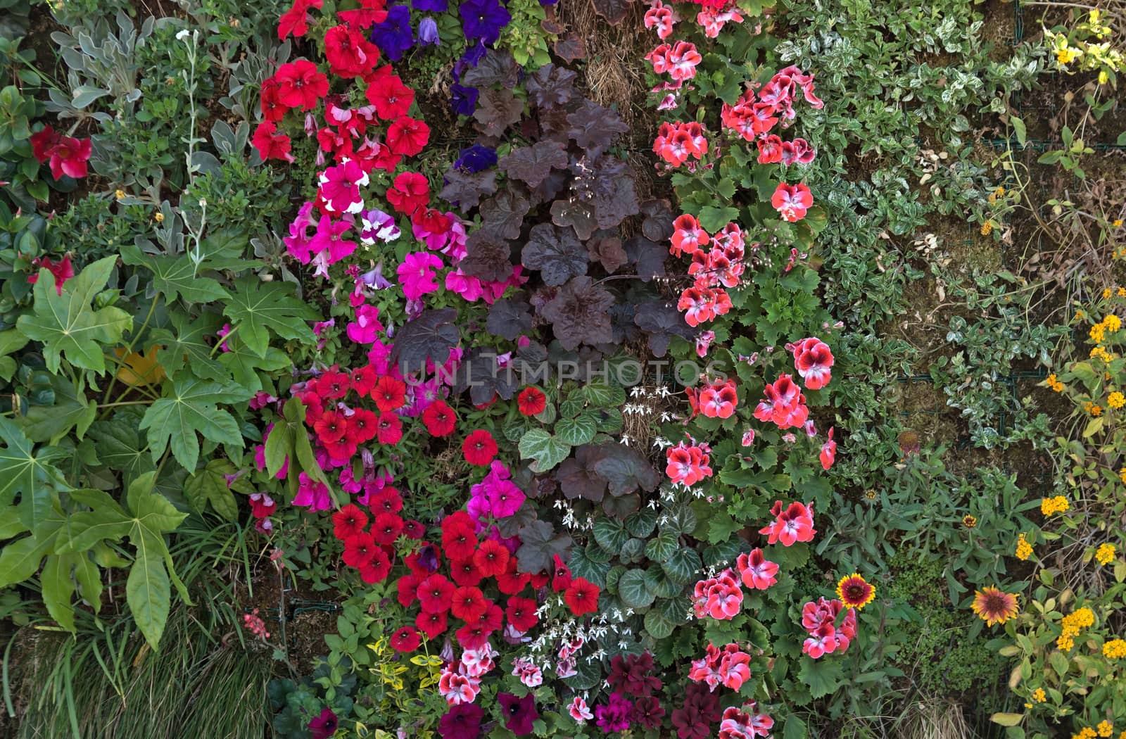 Flowers wall in the countryside in the south of France.