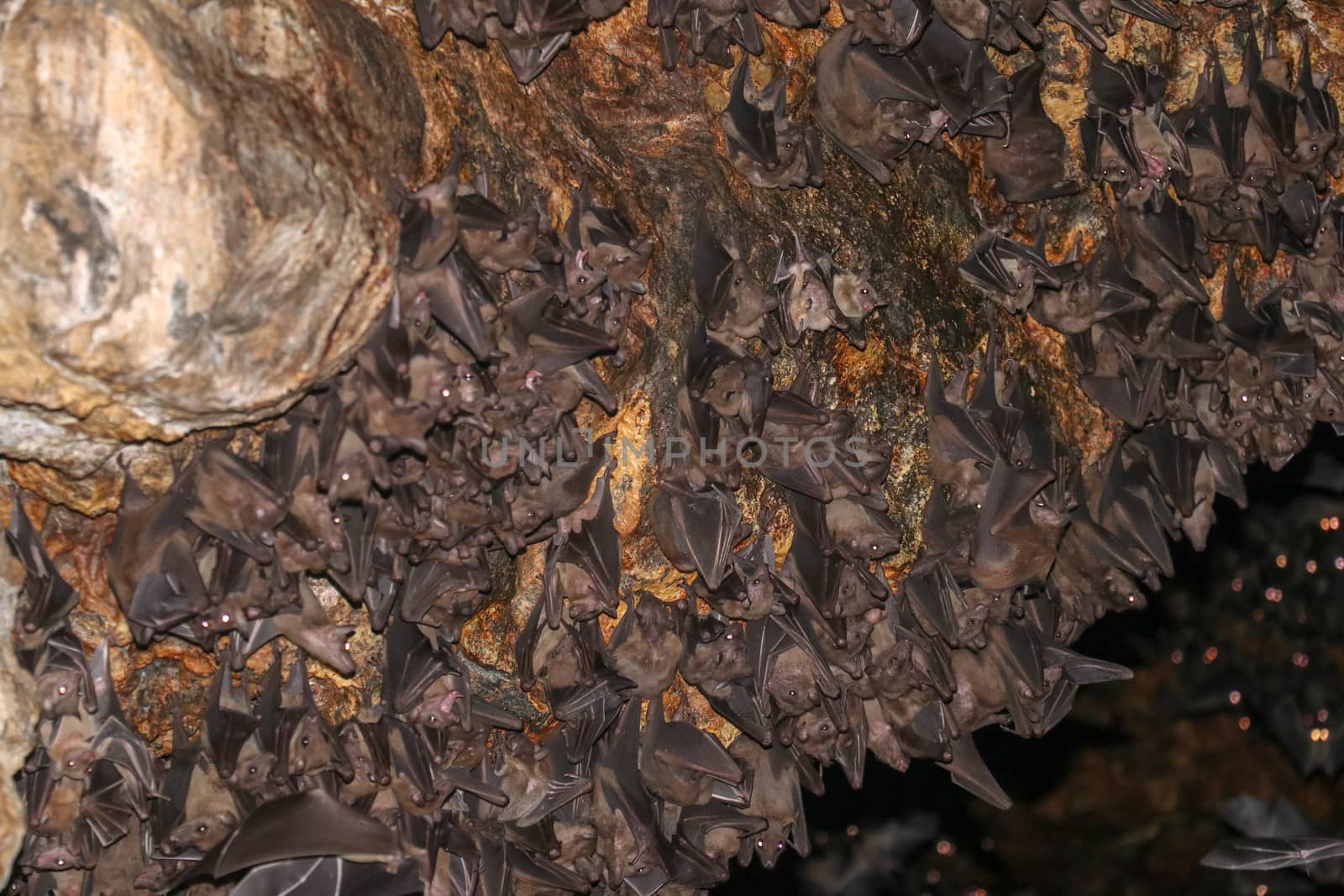 Colony of bats, hanging from the ceiling of Goa Lawah Bat Cave Temple and sleeping, Bali, Indonesia. Some bats fly under a rock overhang. Colony of bats hanging from the ceiling and are waiting dark.