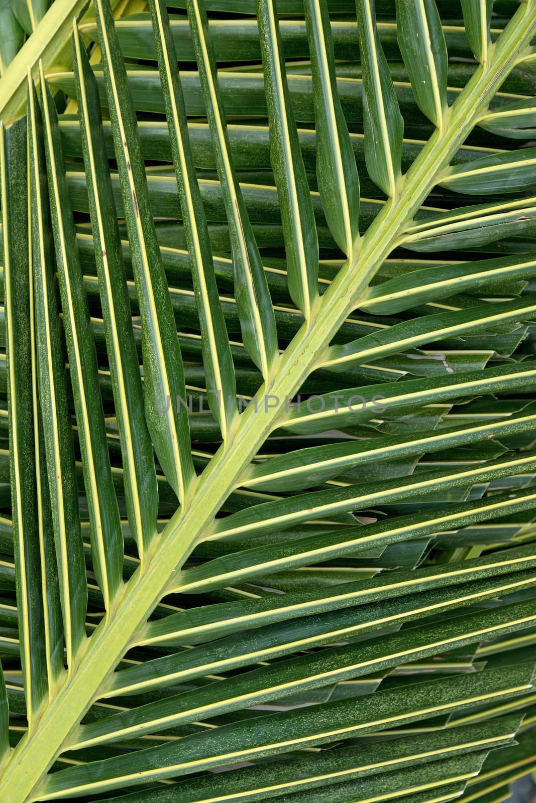 Closeup of leaves of palm tree background