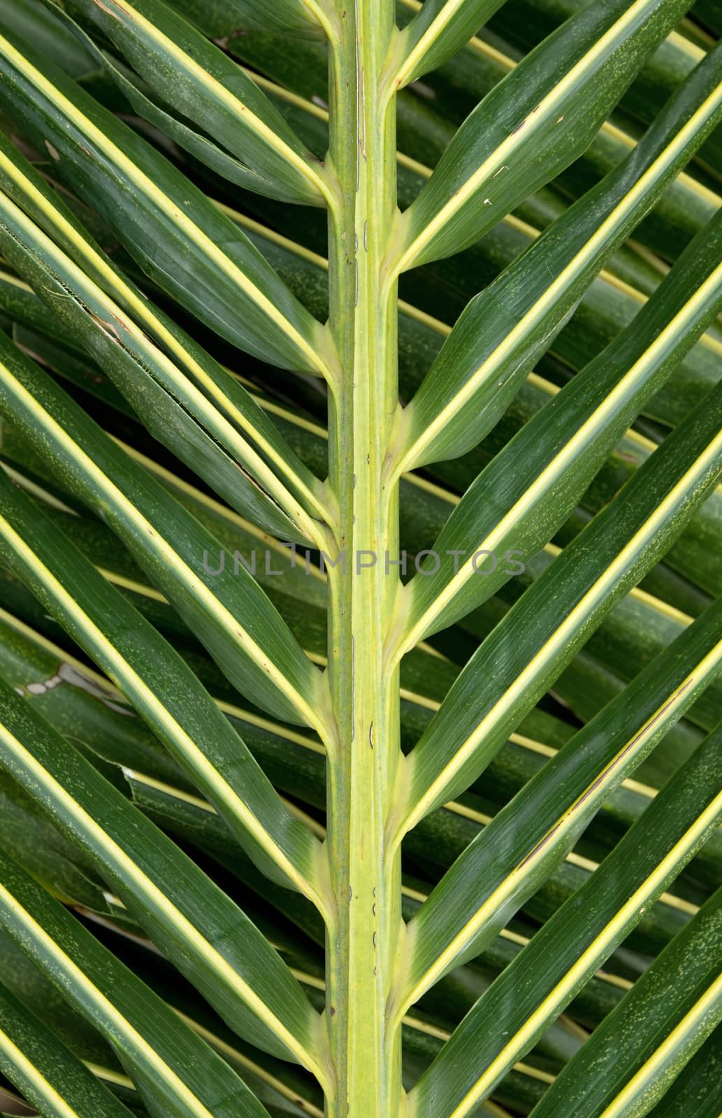 Closeup of leaves of palm tree background
