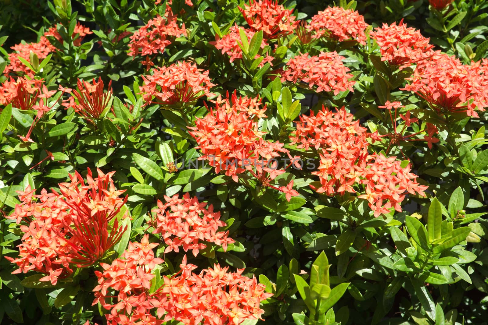 Red Ixora coccinea - Jungle Geranium (Jungle Flame)