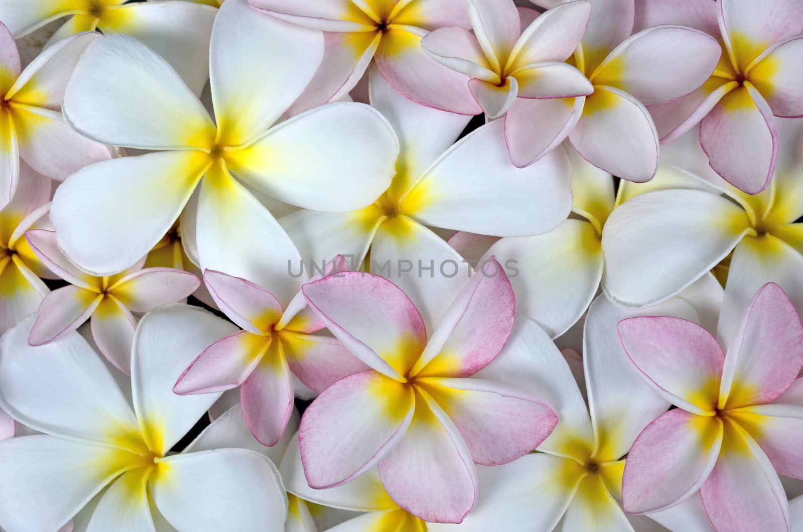 Closeup white and rose plumeria flowers background.