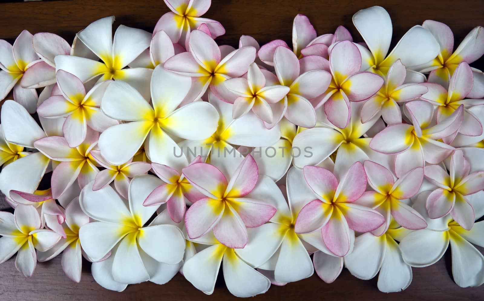 Closeup white and rose plumeria flowers background