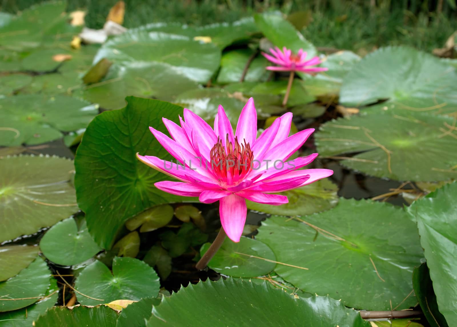 Close up detail of a lotus flower on the water