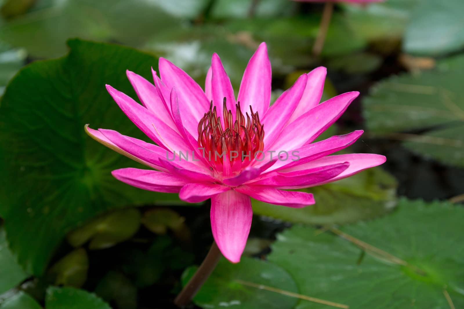 Close up detail of a lotus flower on the water
