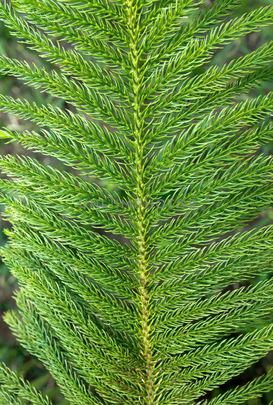 Brightly green prickly branch of a fir tree