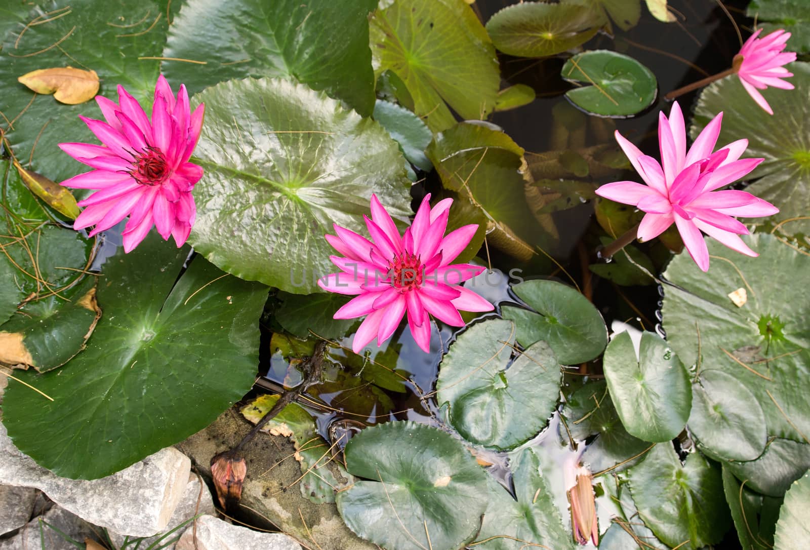 Some flowers of a lotus on the water