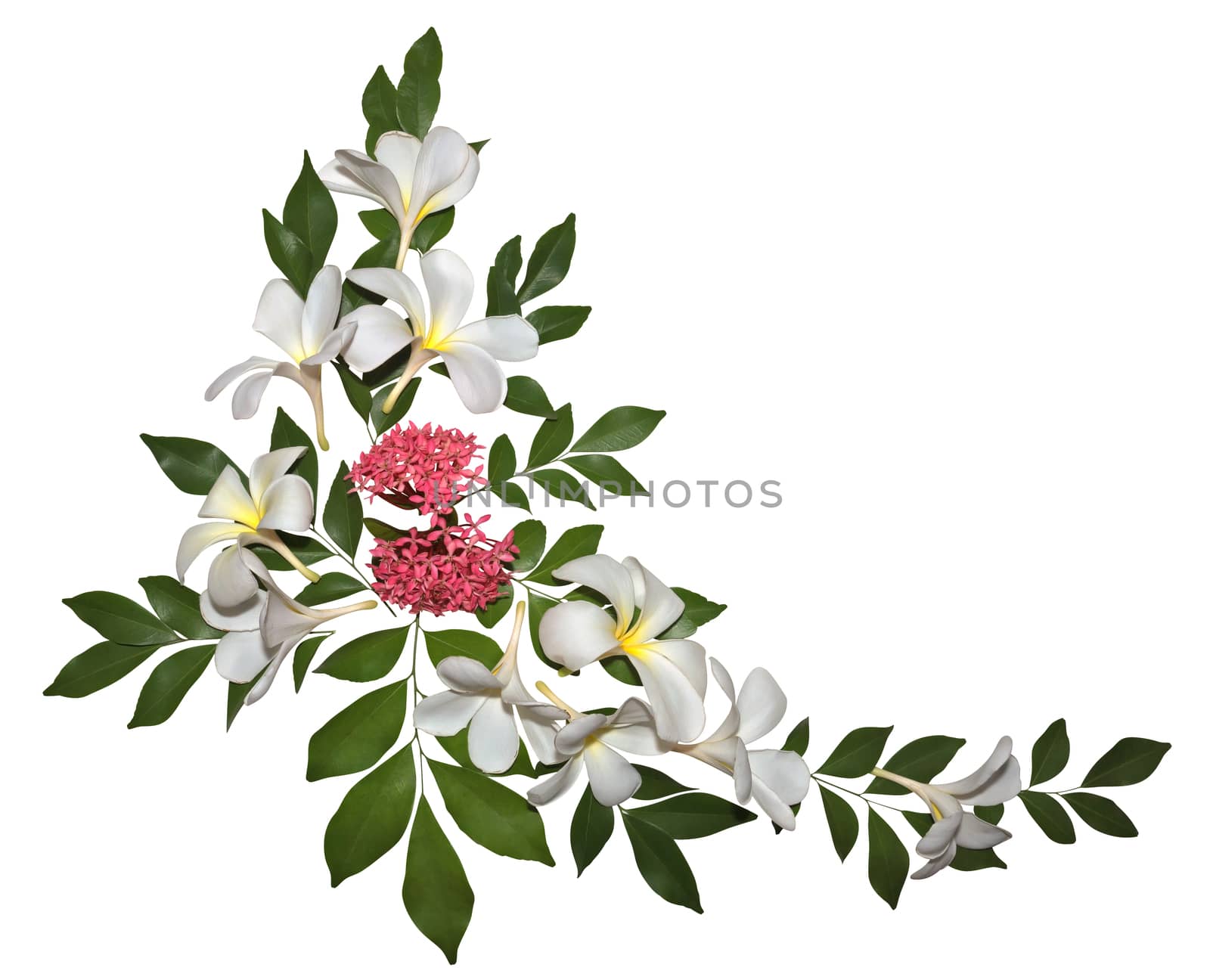 Natural Plumeria ornament isolated on white. Clipping path included.