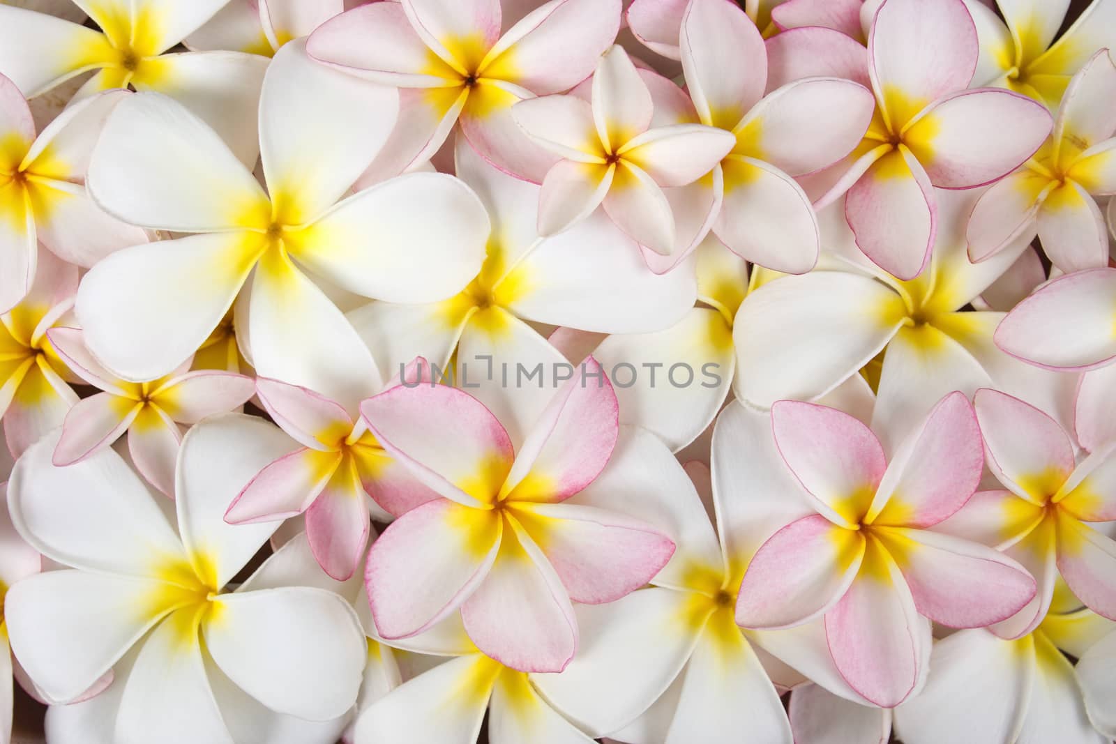 Closeup white and rose plumeria flowers background