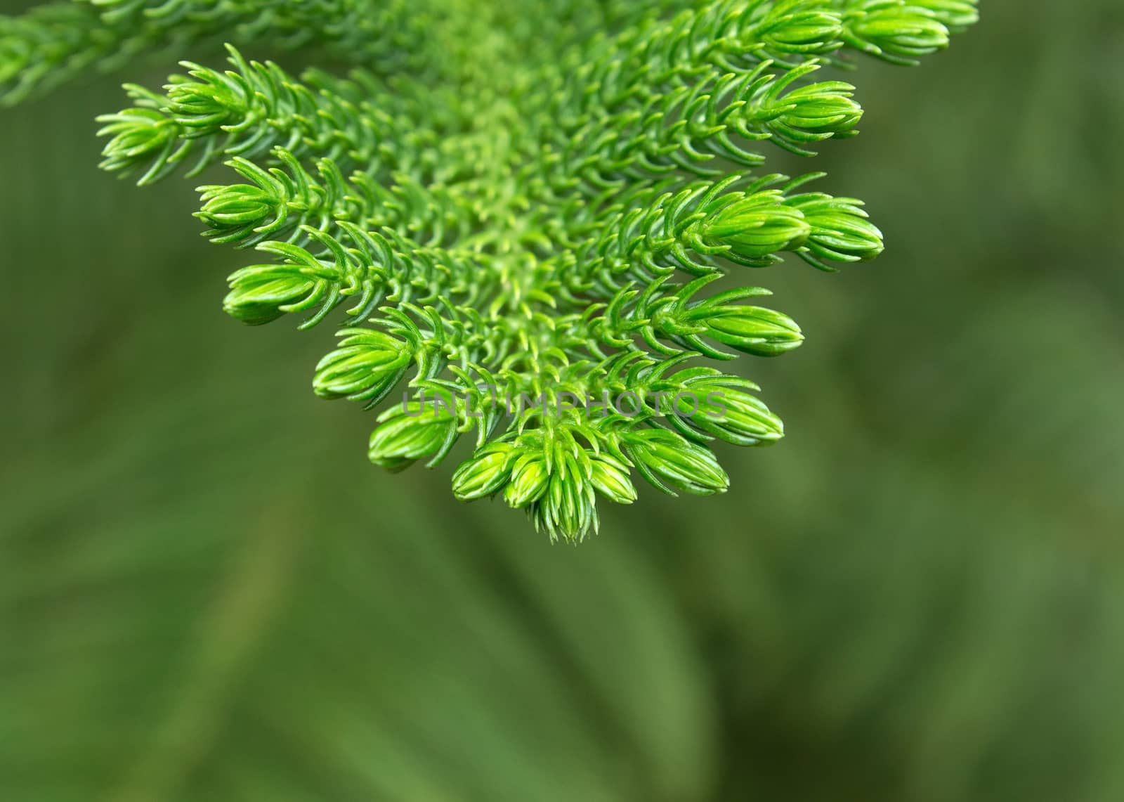 Brightly green prickly branch of a fir tree