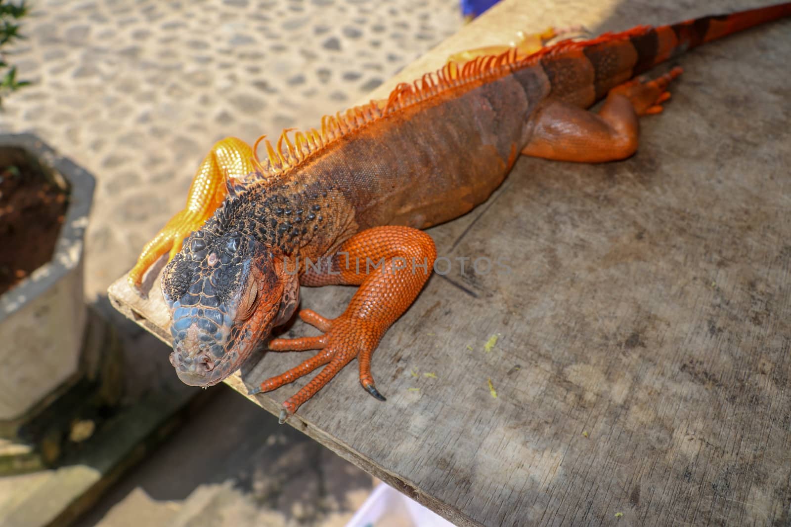Close up red orange Iguana crawling on wood with tree background, looking side way. Close-up portrait of curious Iguana reptile. Colorful exotic iguana resting on ground stone ground, with skin in red, orange, yellow and blue tones.