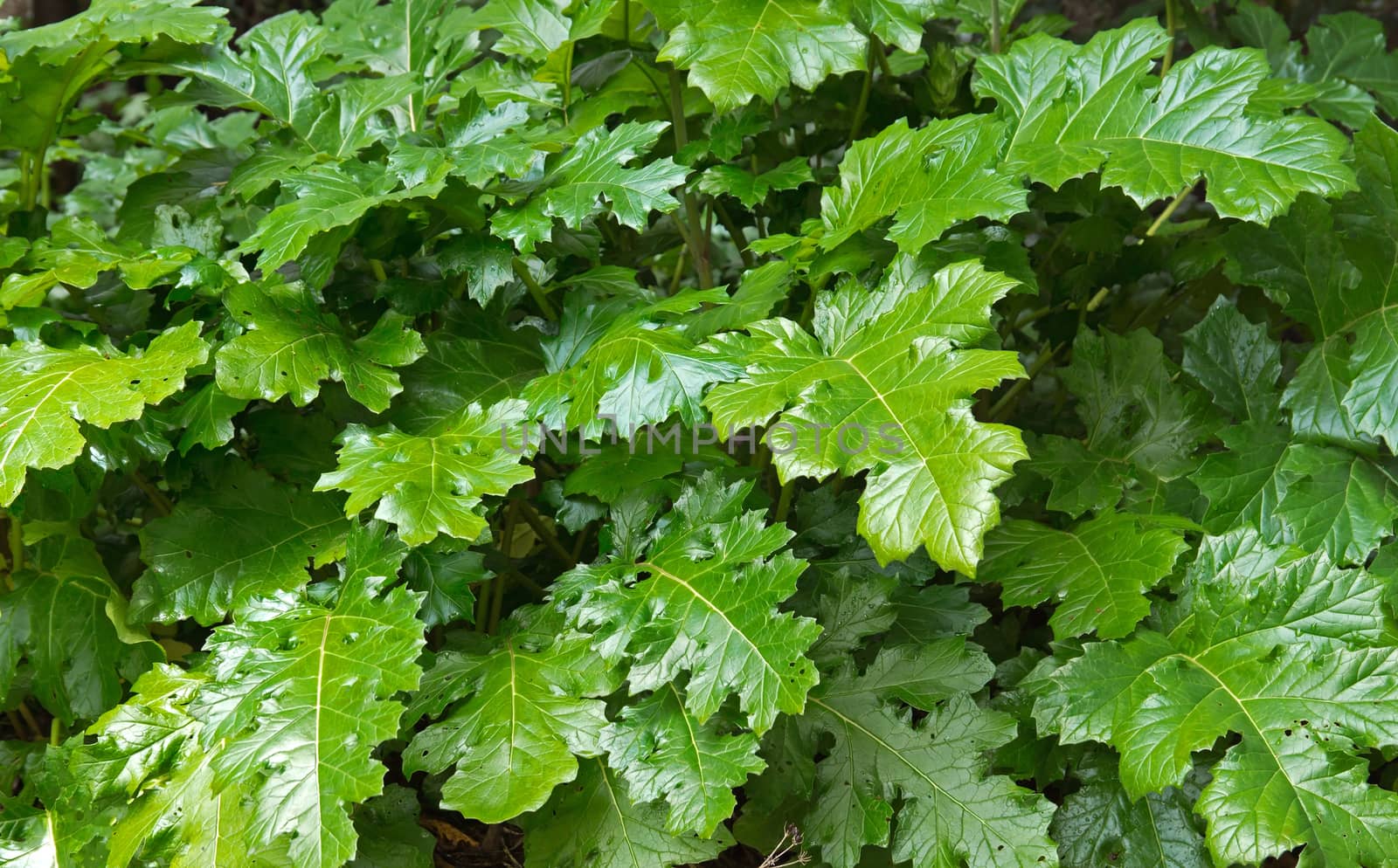 Background of fresh green leaves after rain.