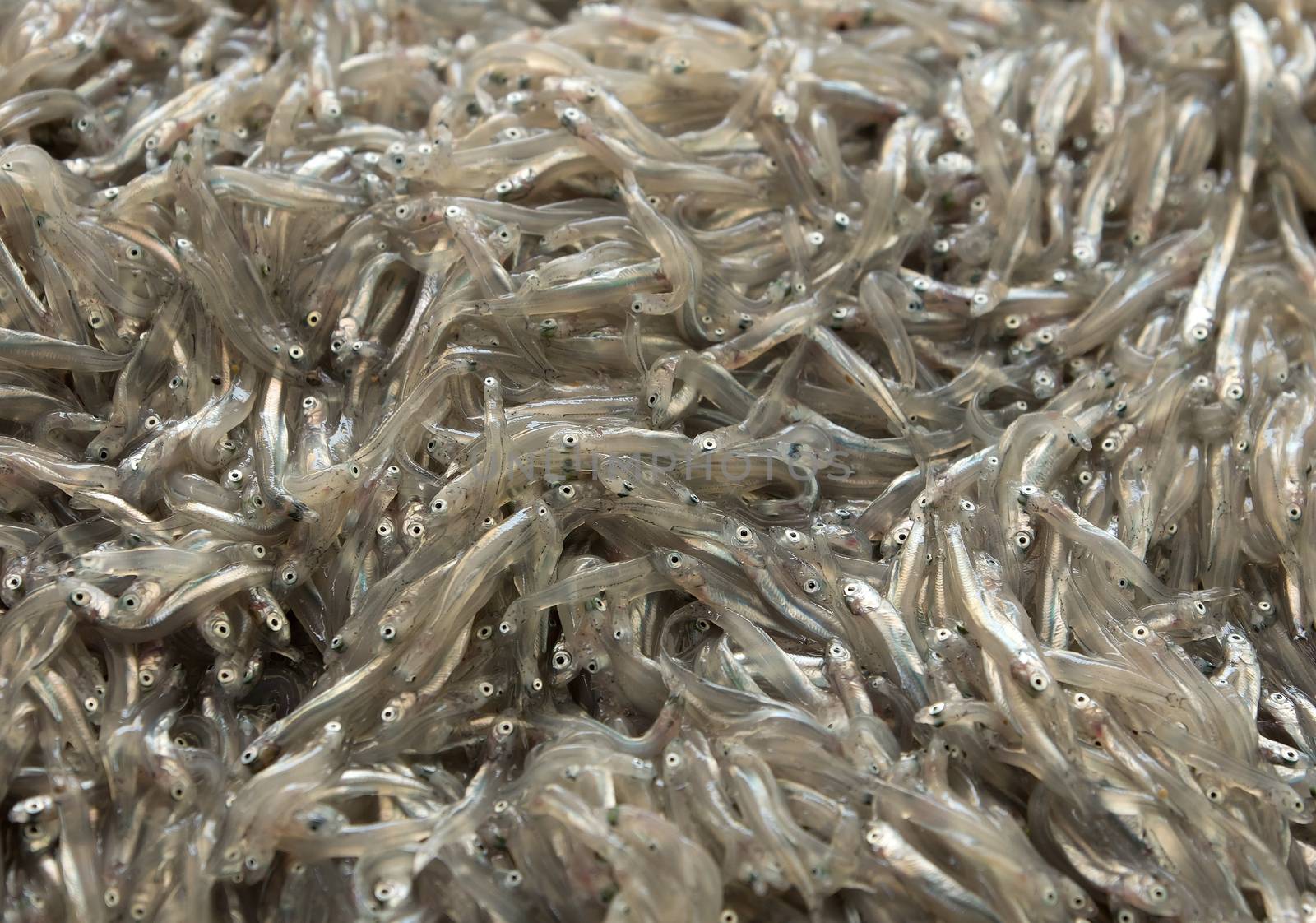 Fresh anchovies on the fish market in Nice, France