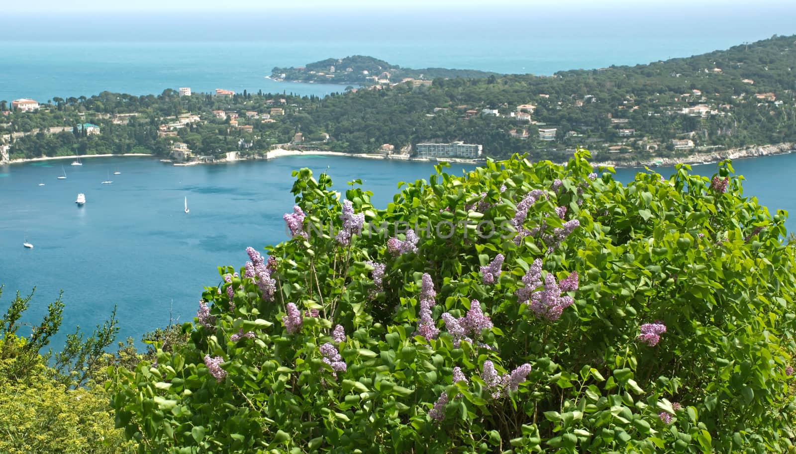 Bush of lilac flowers against Mediterranean Sea.