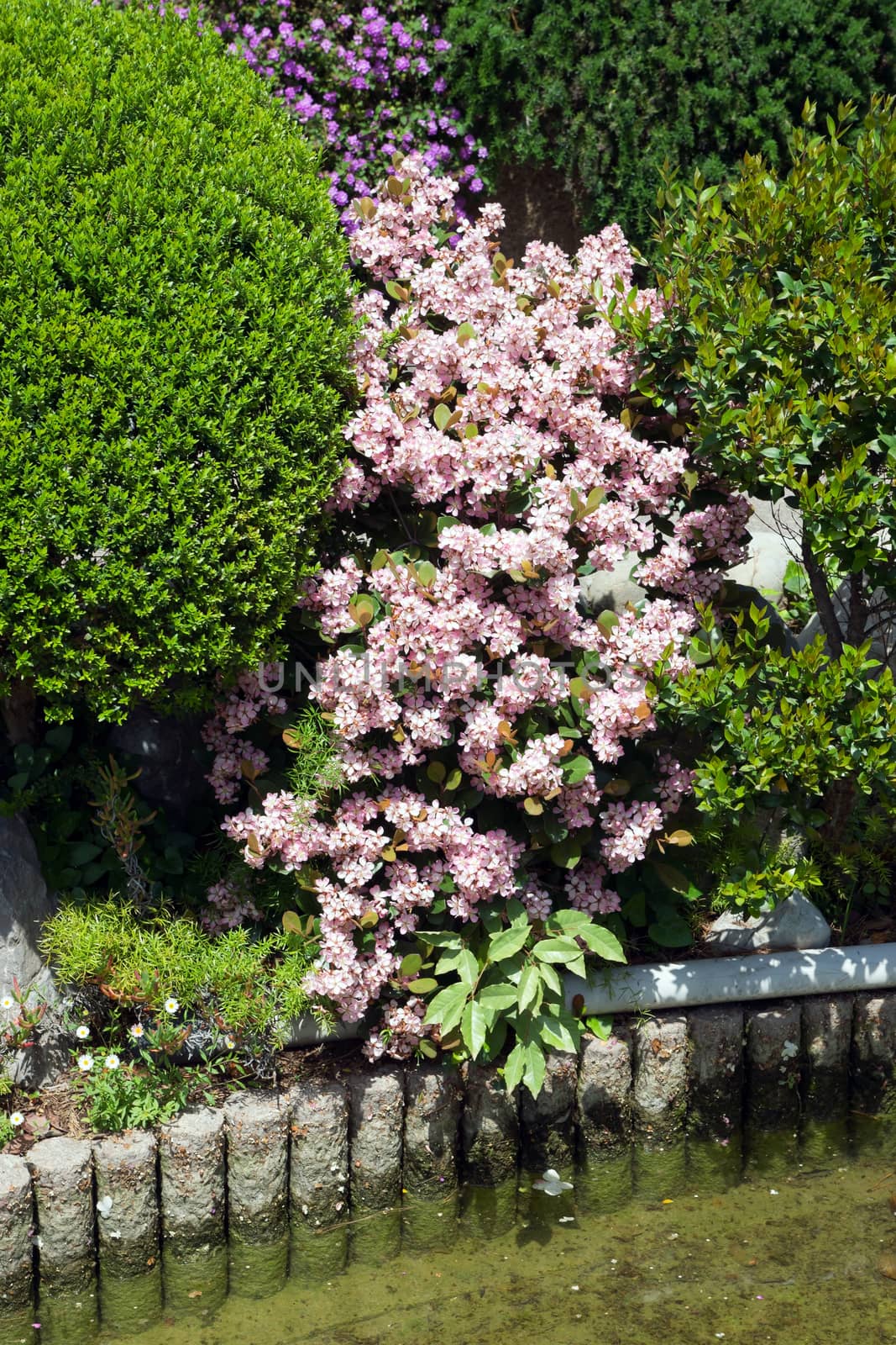 The cherry blossoms in Japanese garden of Monaco