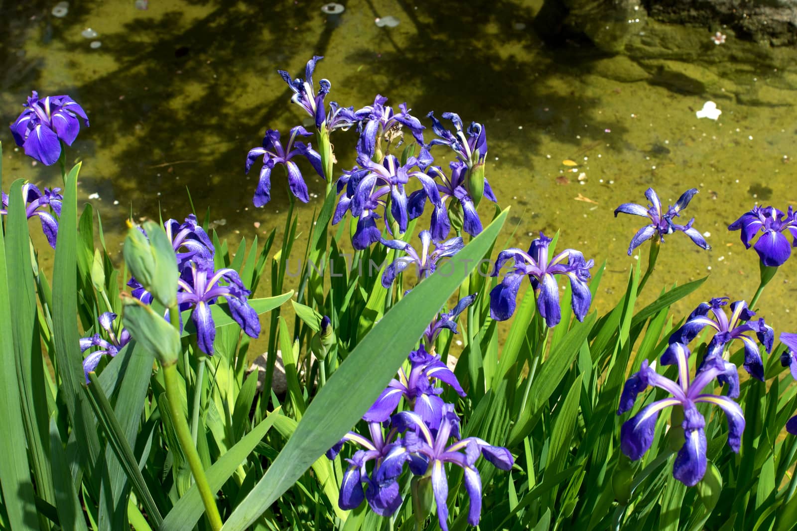 Beautiful blossoming of blue iris near  pond