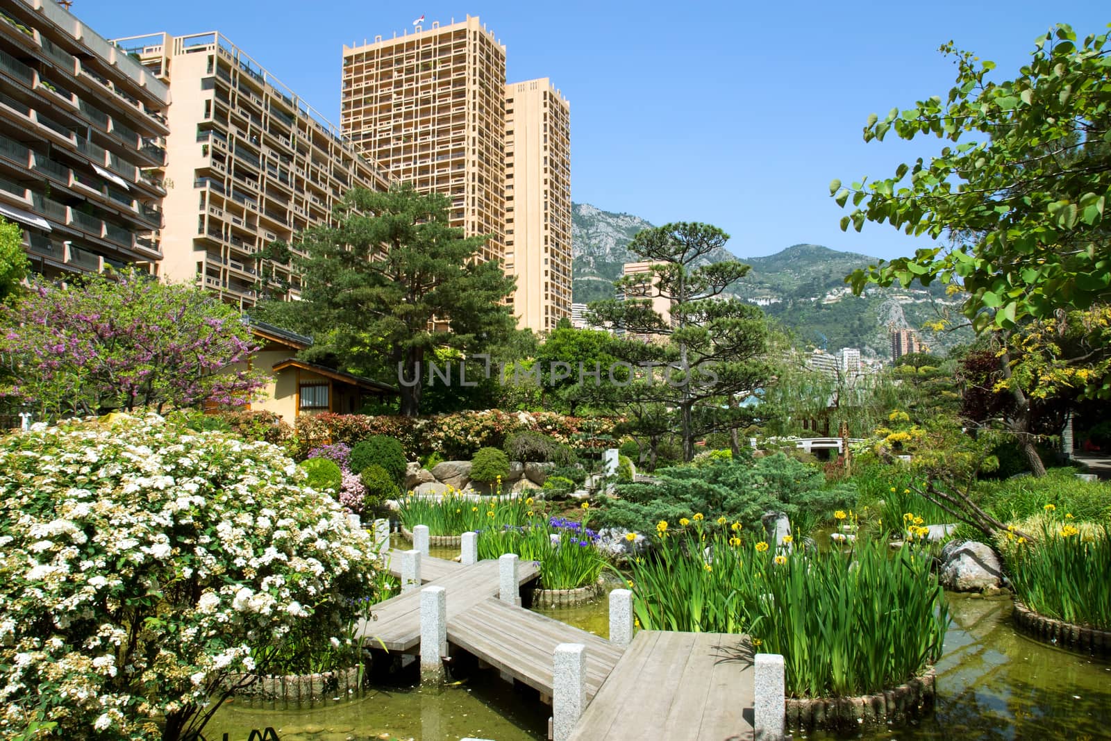 Japanese garden of Monaco, with a pond and Monte Carlo buildings behind. 