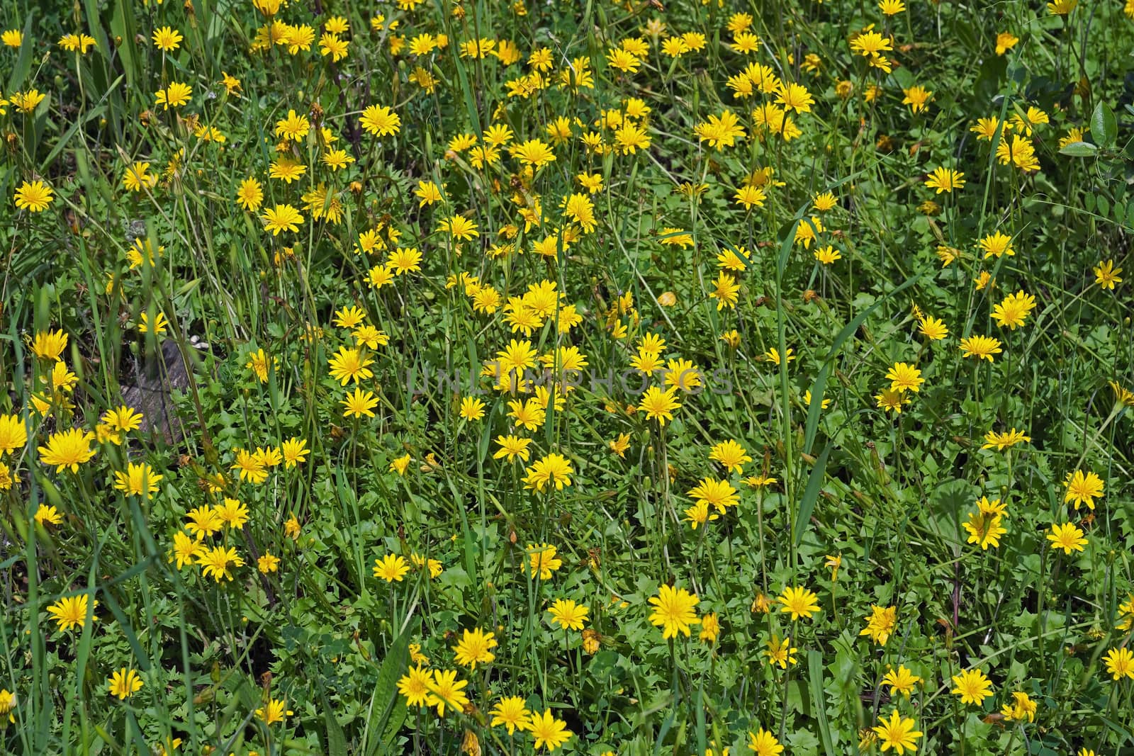 Yellow daisy in spring blooming meadow
