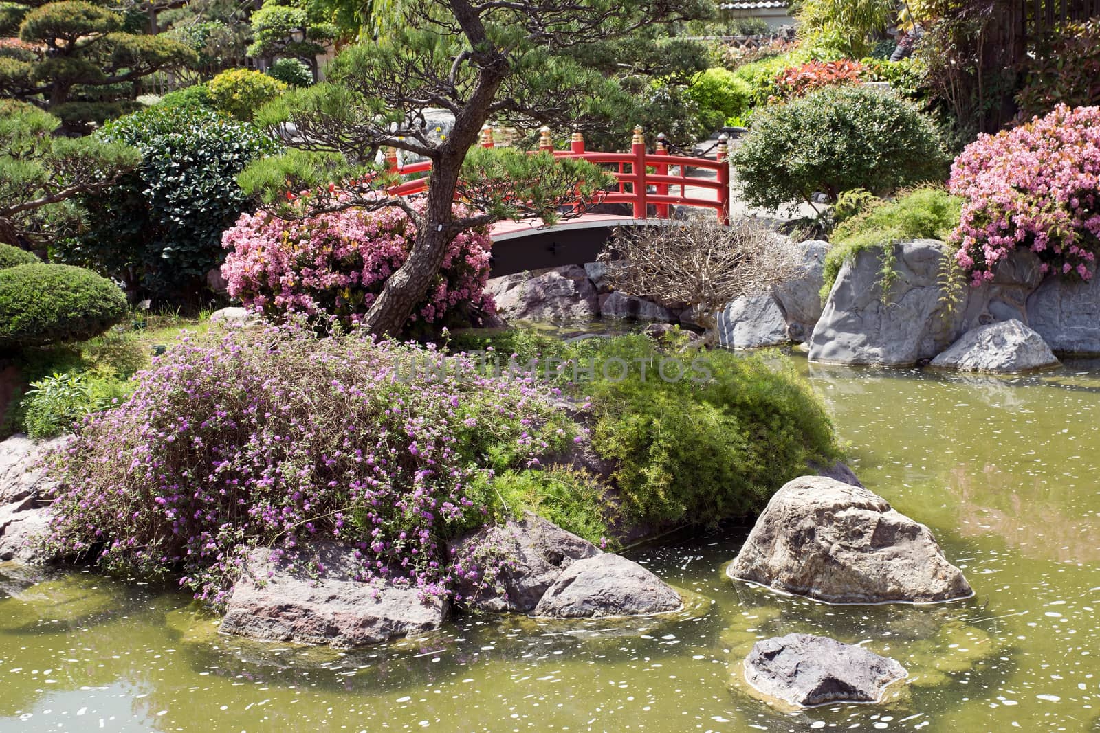 Japanese garden of Monaco with a pond and a bridge.