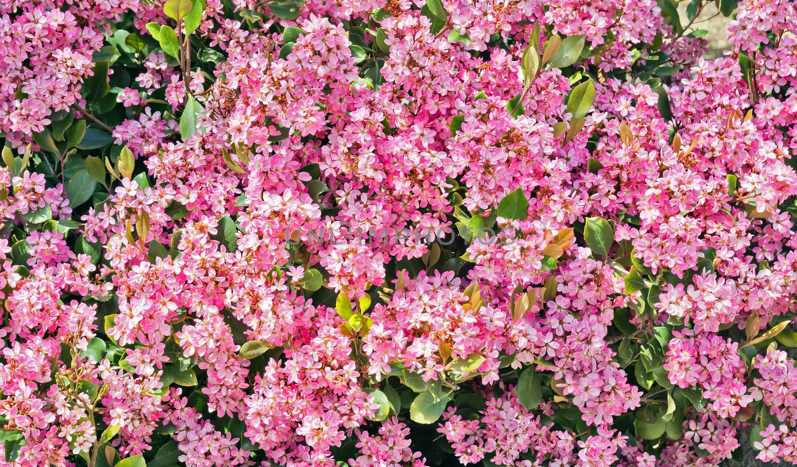 Pink blossom cherry background in South France by Venakr