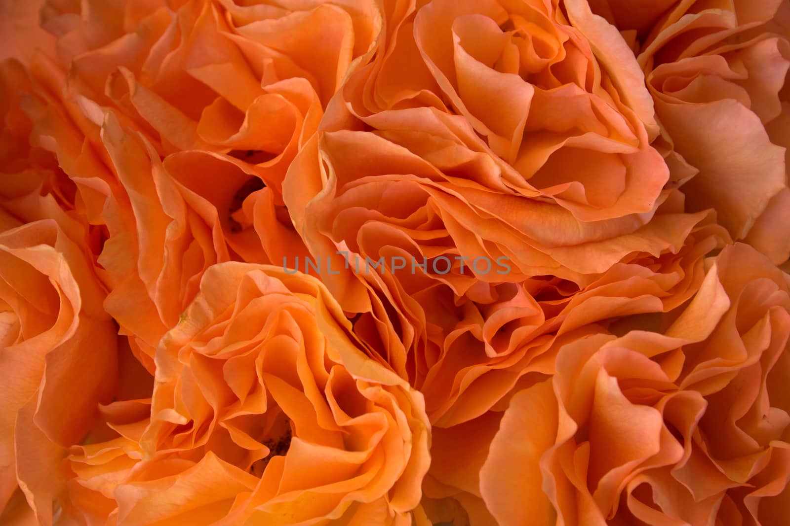Background of bunch of orange roses closeup