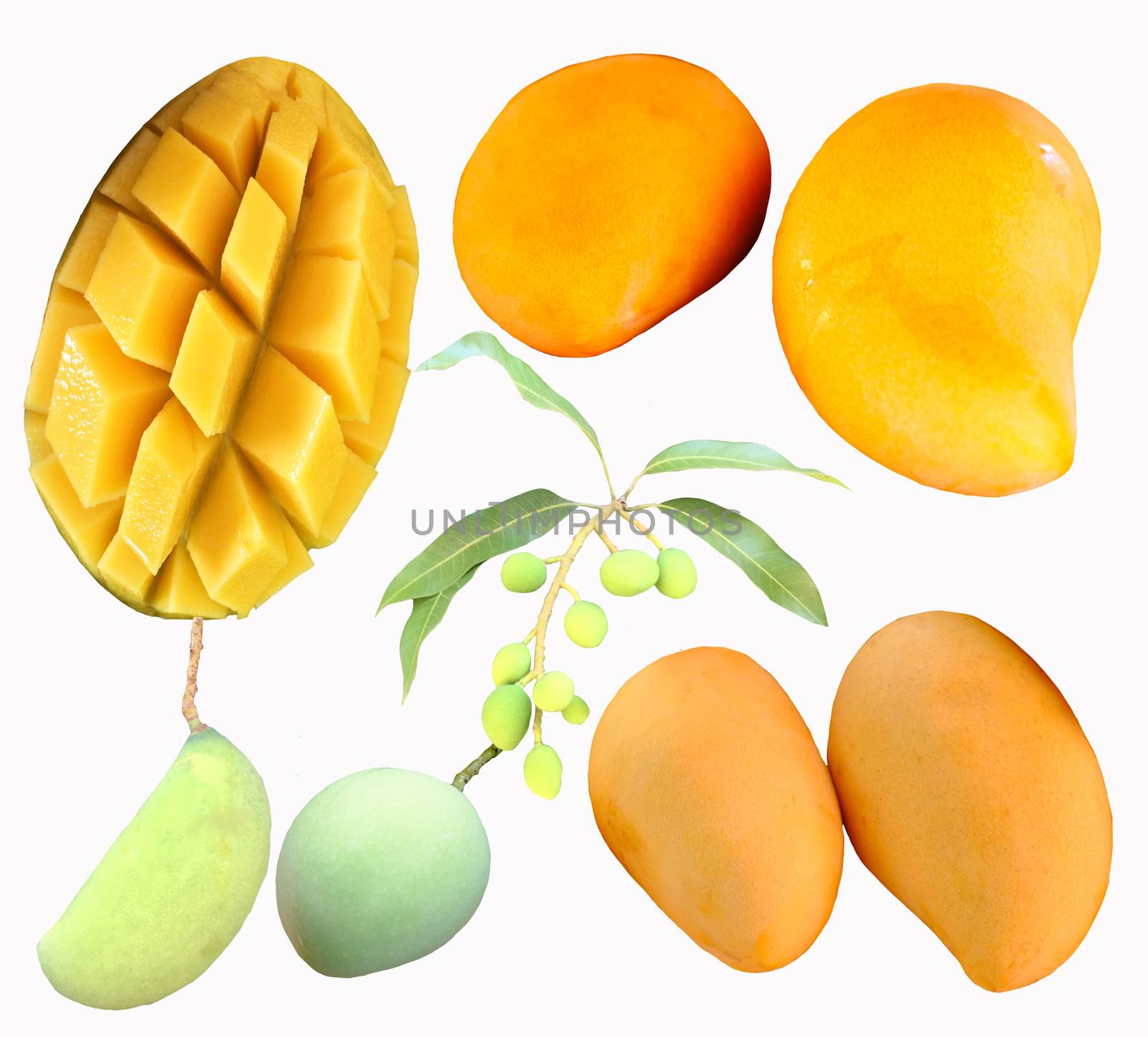 Set of ripe mangoes yellow and green by Margolana