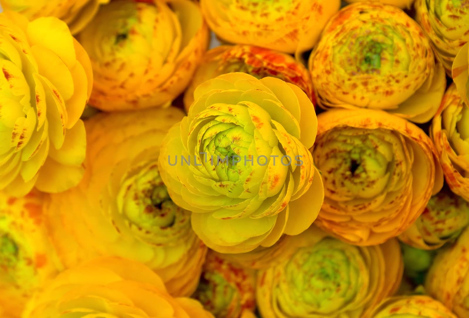 Background of bunch of yellow roses closeup