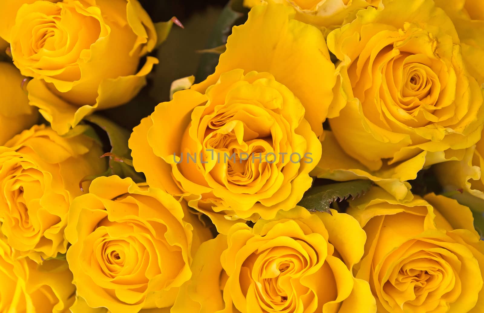 Background of bunch of yellow roses close up