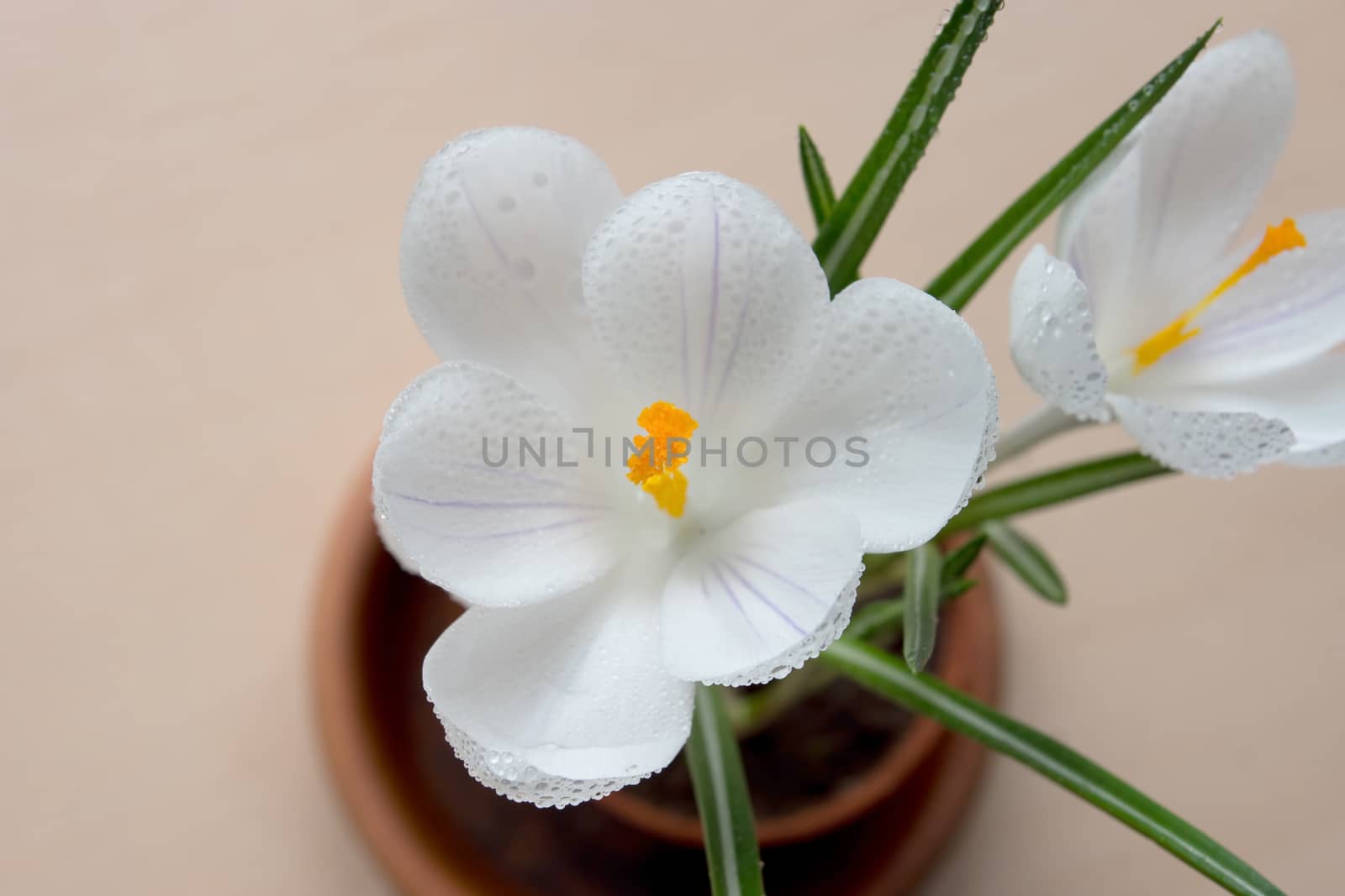 Close up on the pistil and stamens of white crocus flower with water drops