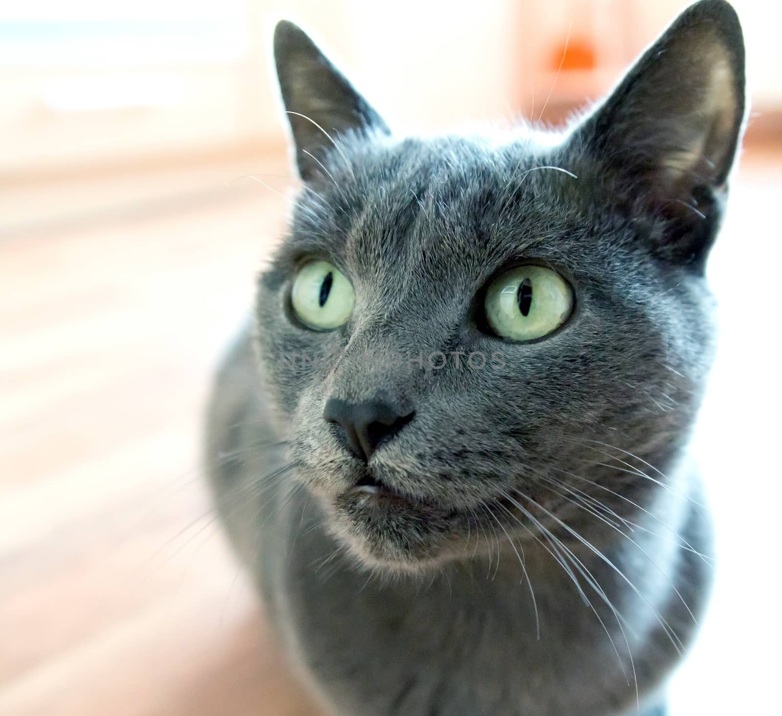 Portrait of a purebred Russian blue Cat
