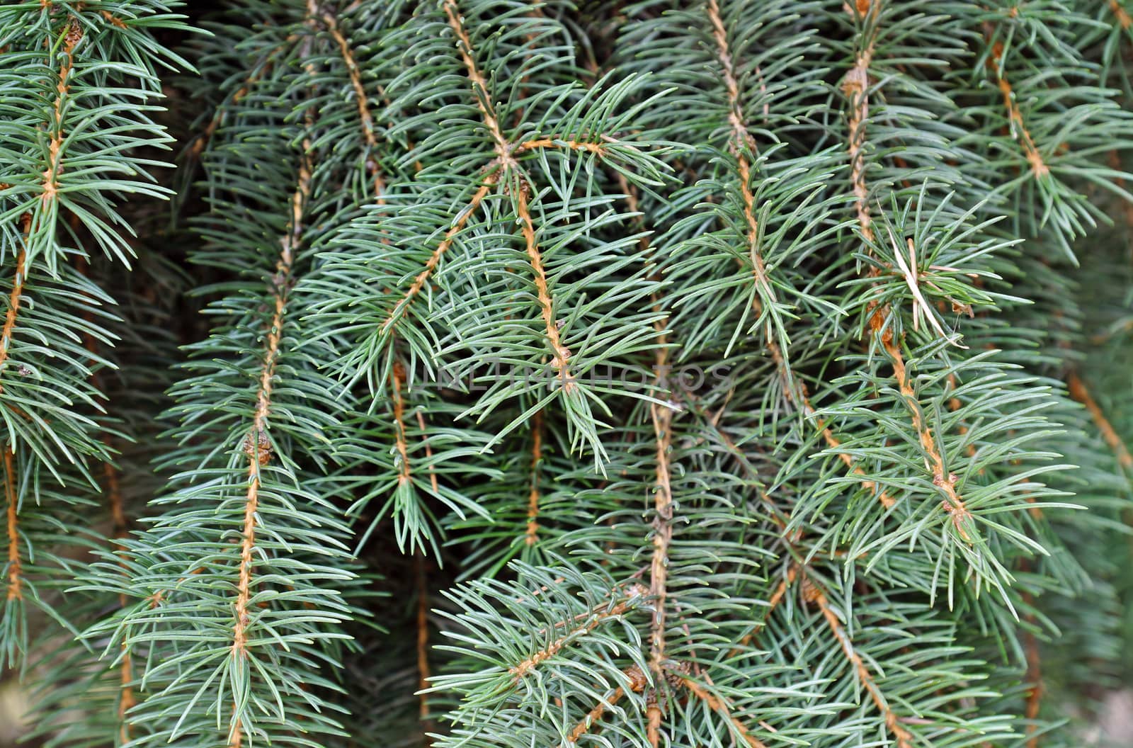 Close up of a green spruce tree.