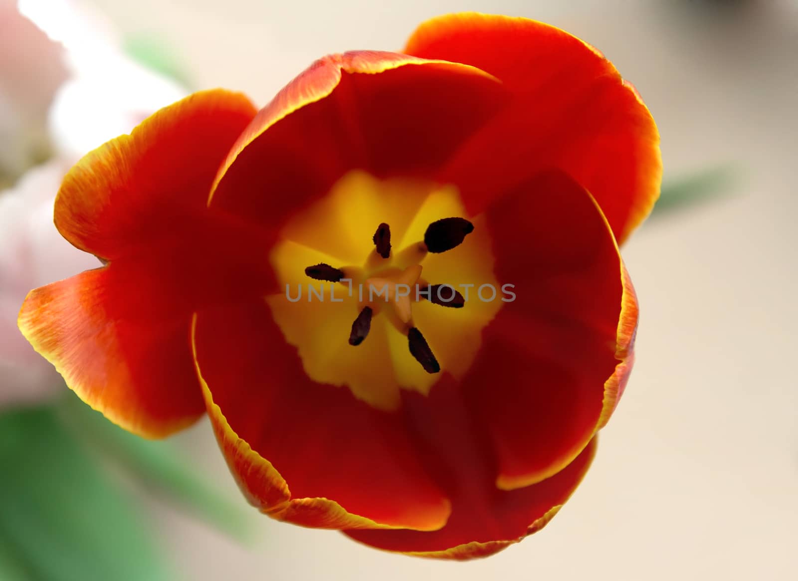 Close up on the pistil and stamens of the red tulip 