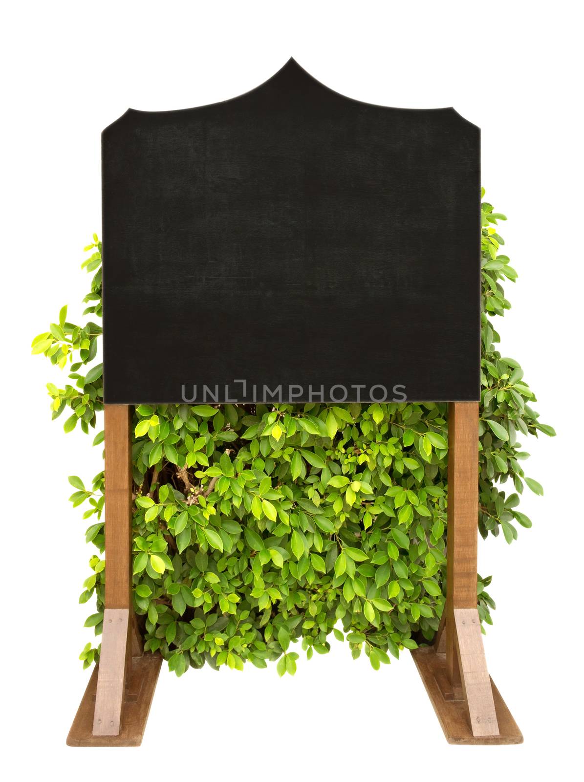 Wooden board menu with green leaves isolated on white. Clipping path included.