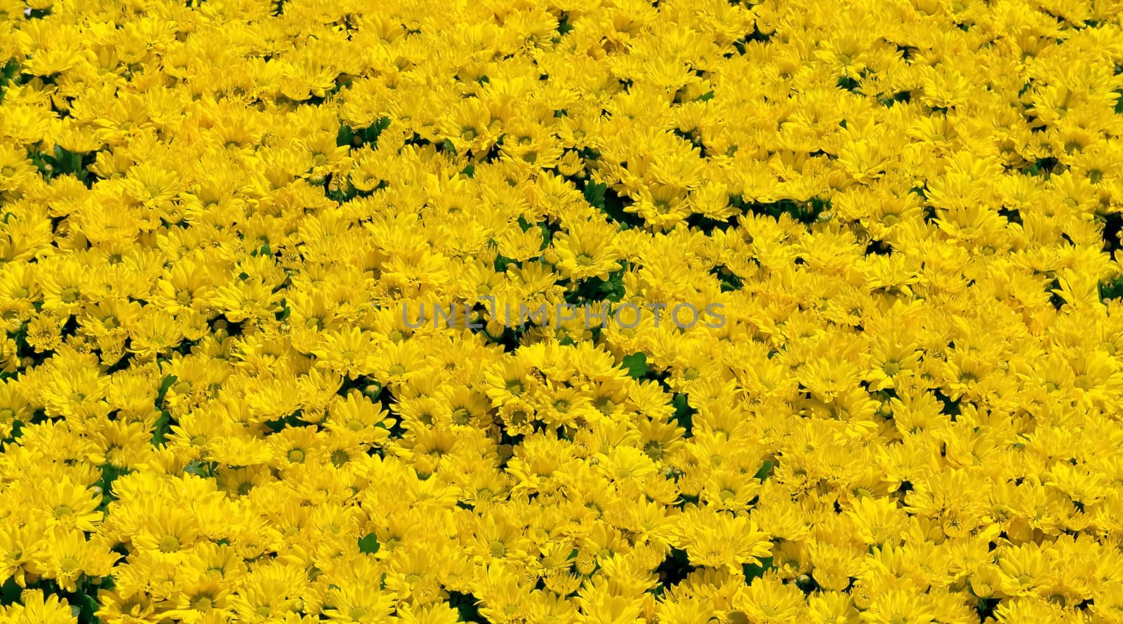Yellow daisy flower texture in sunny day