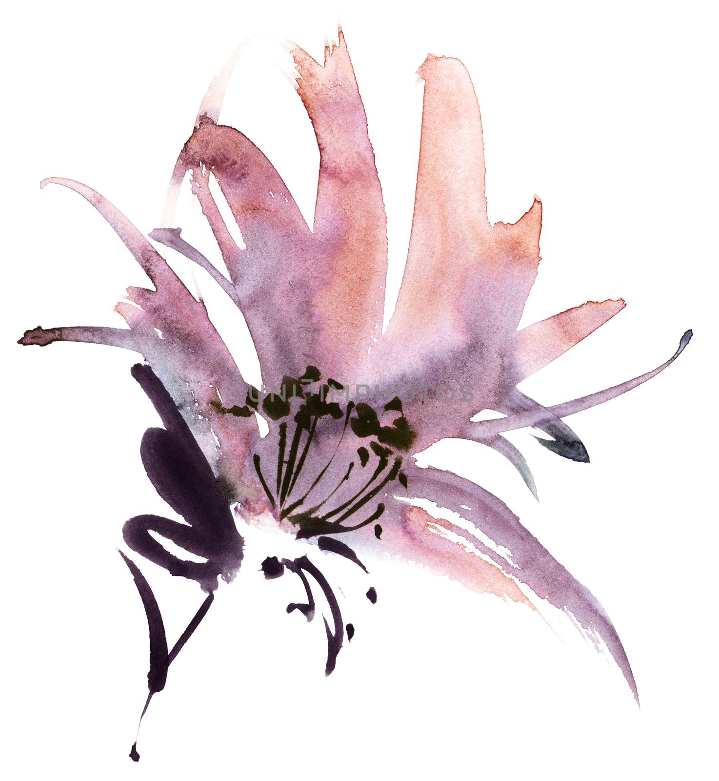 Watercolor and ink illustration of flower. Oriental traditional painting in style sumi-e, u-sin and gohua. Design for greeting card, invitayion or cover.