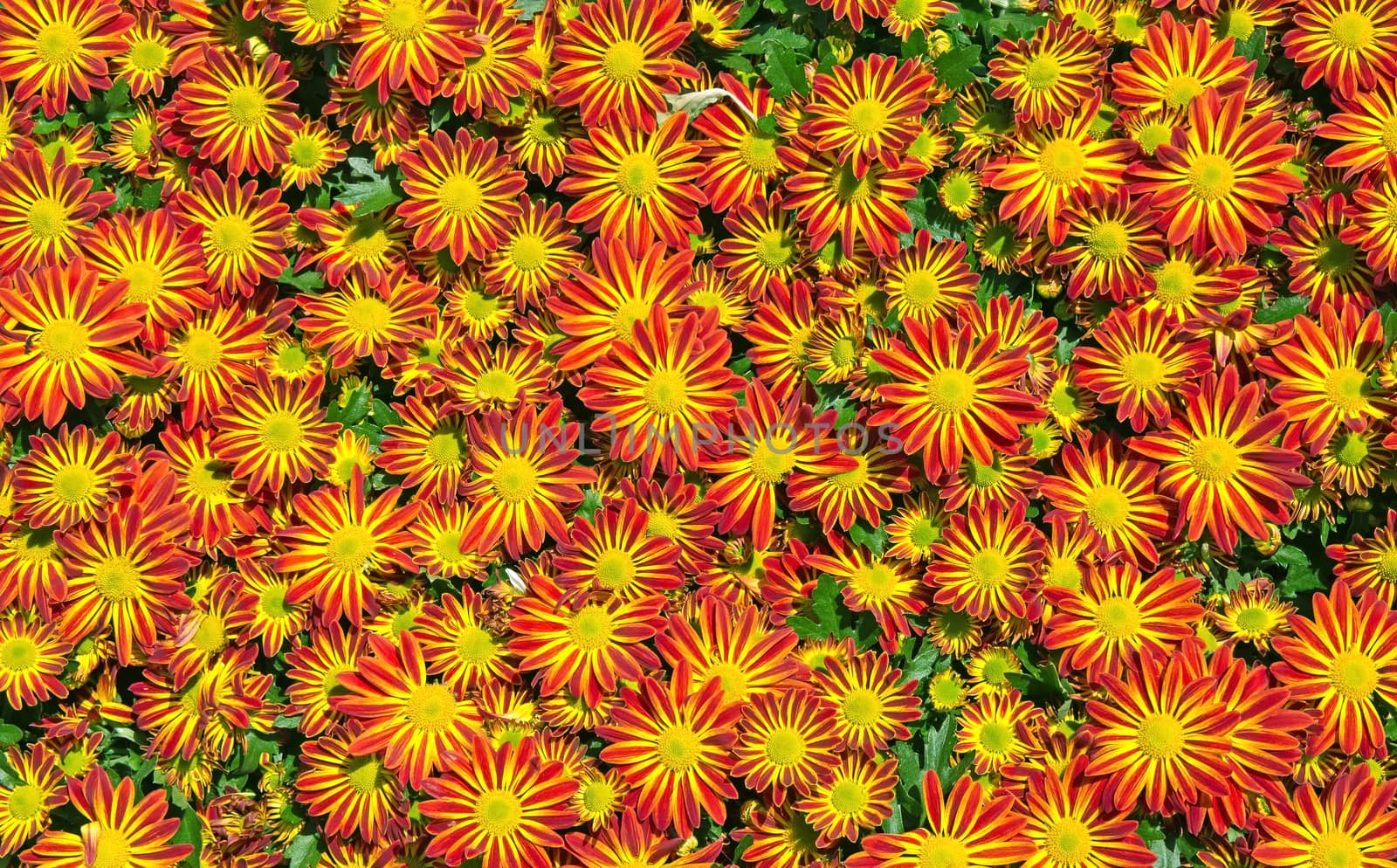 Red-yellow daisy flower texture in sunny day