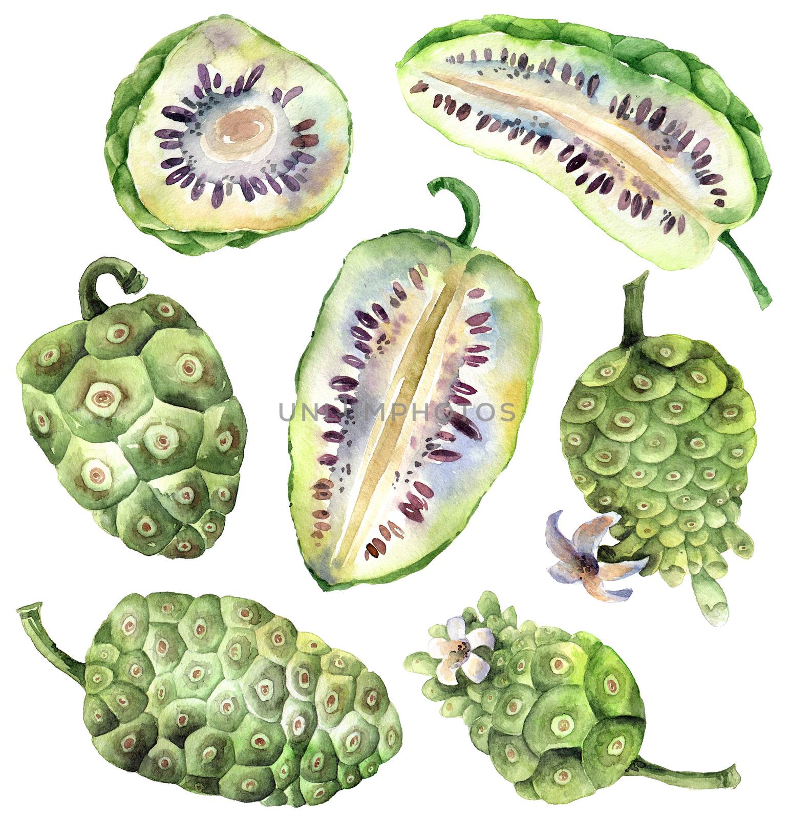 Watercolor painted illustration of noni fruits - complete and cropped fruits. Set of illustrations on white background.