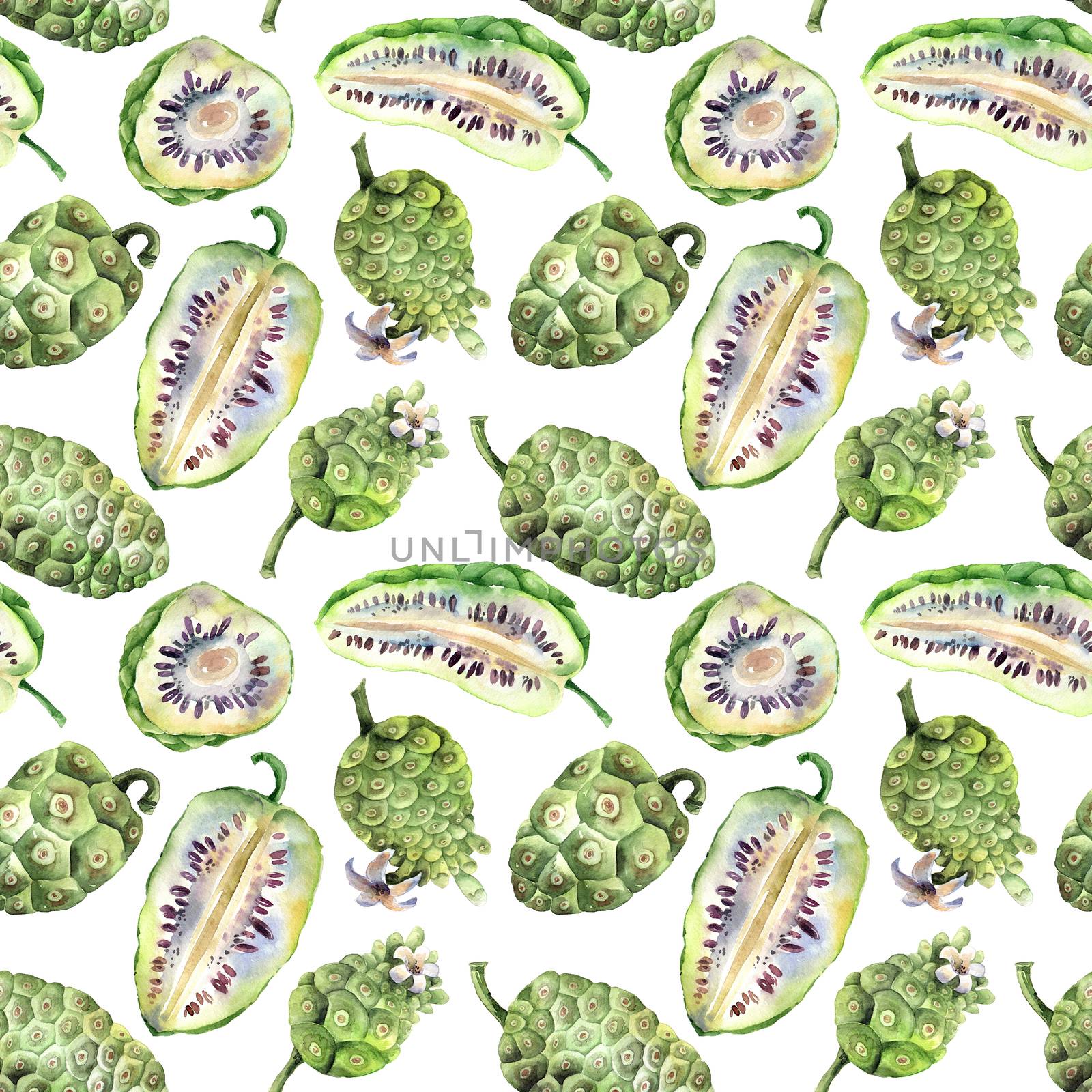 Watercolor painted illustration of noni fruits - complete and cropped fruits. Set of illustrations on white background. Seamless pattern.