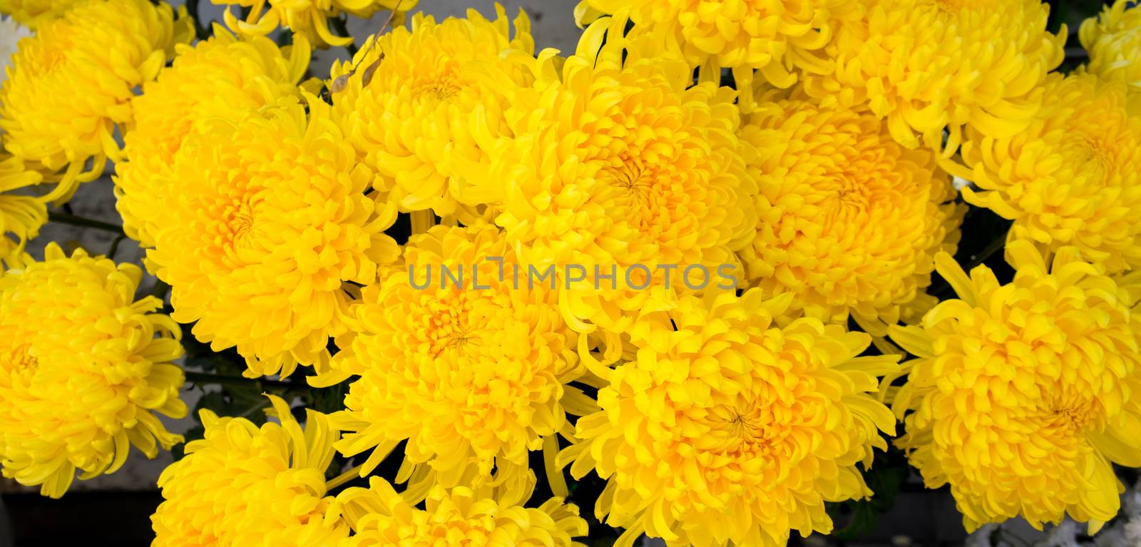 Chrysanthemums yellow background by Venakr