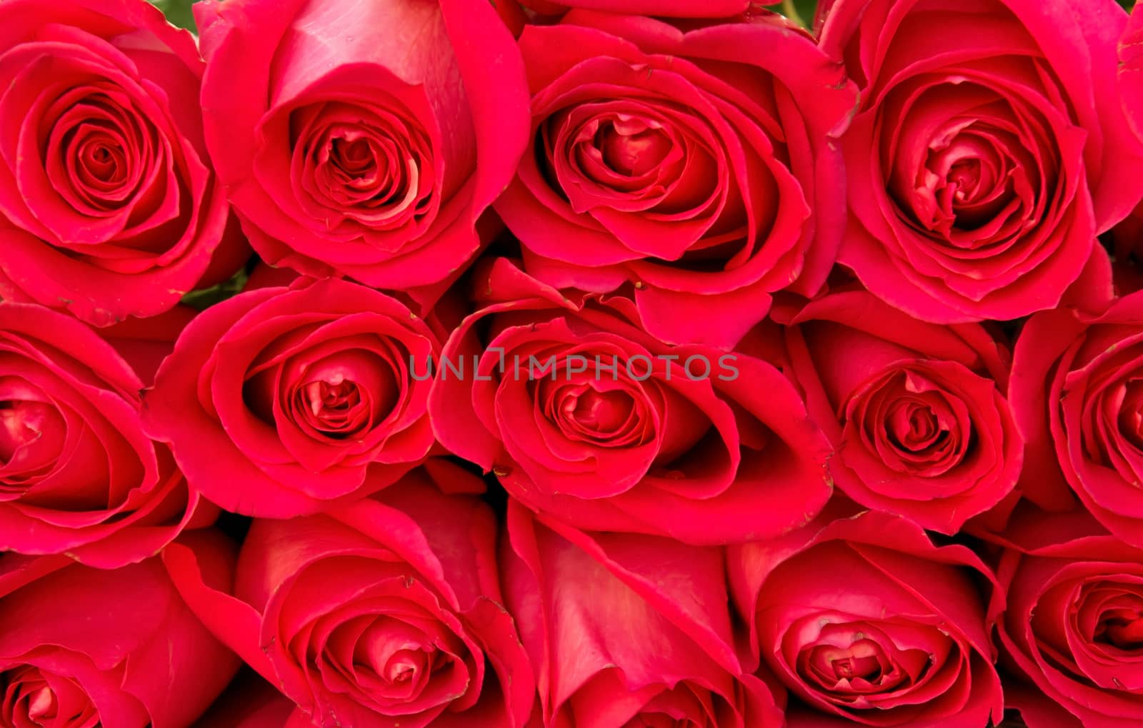 Red natural roses background close up