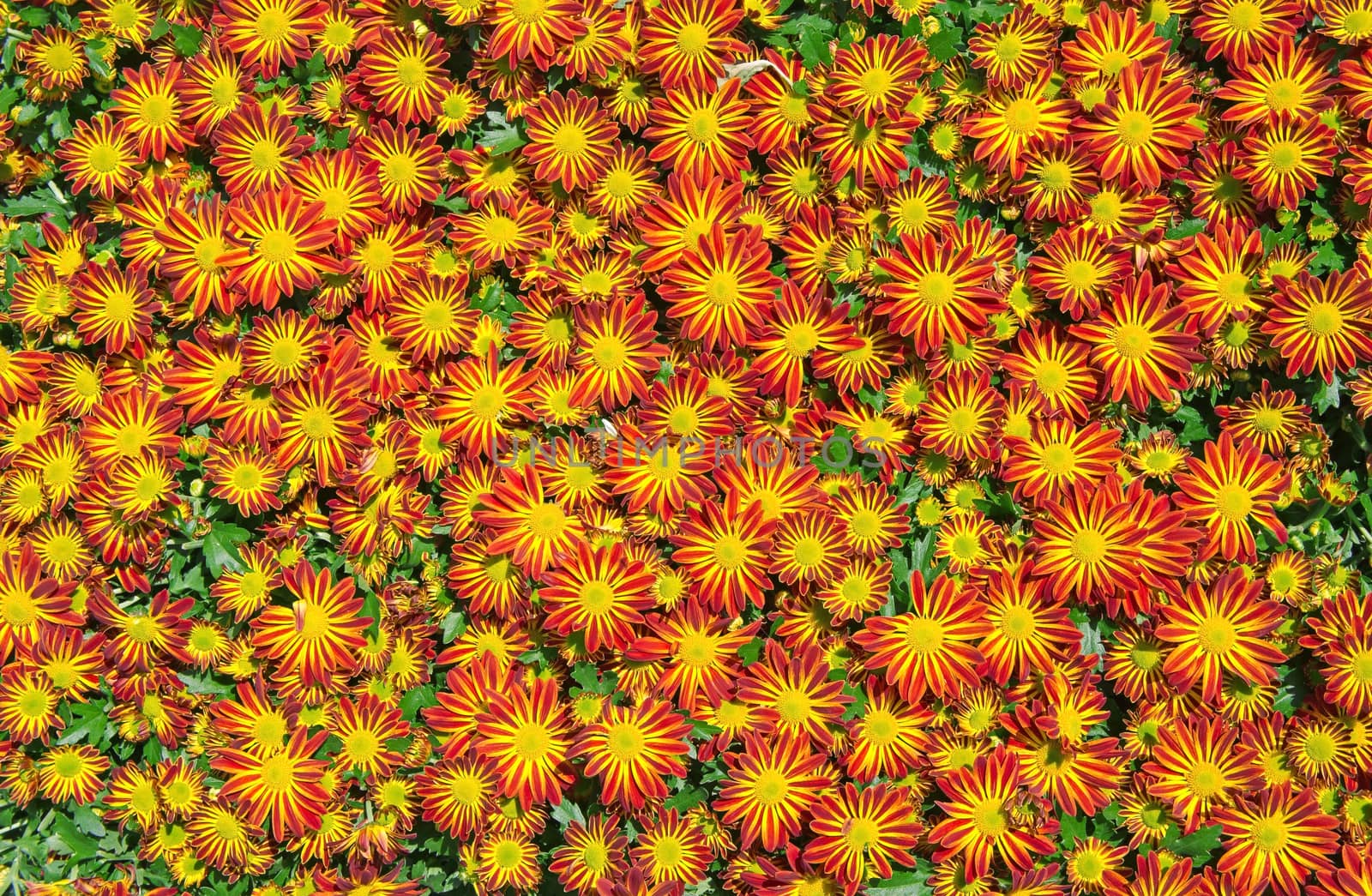 Red-yellow daisy flower texture in sunny day