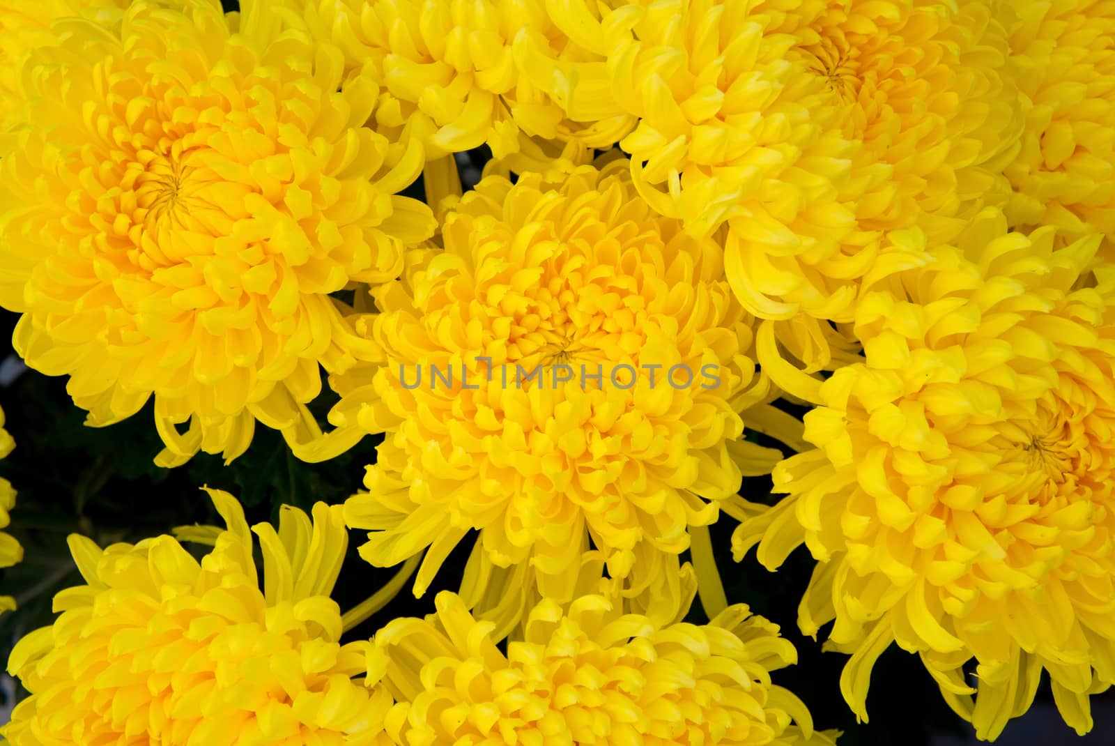 Background closeup of unwrapped yellow chrysanthemums flowers