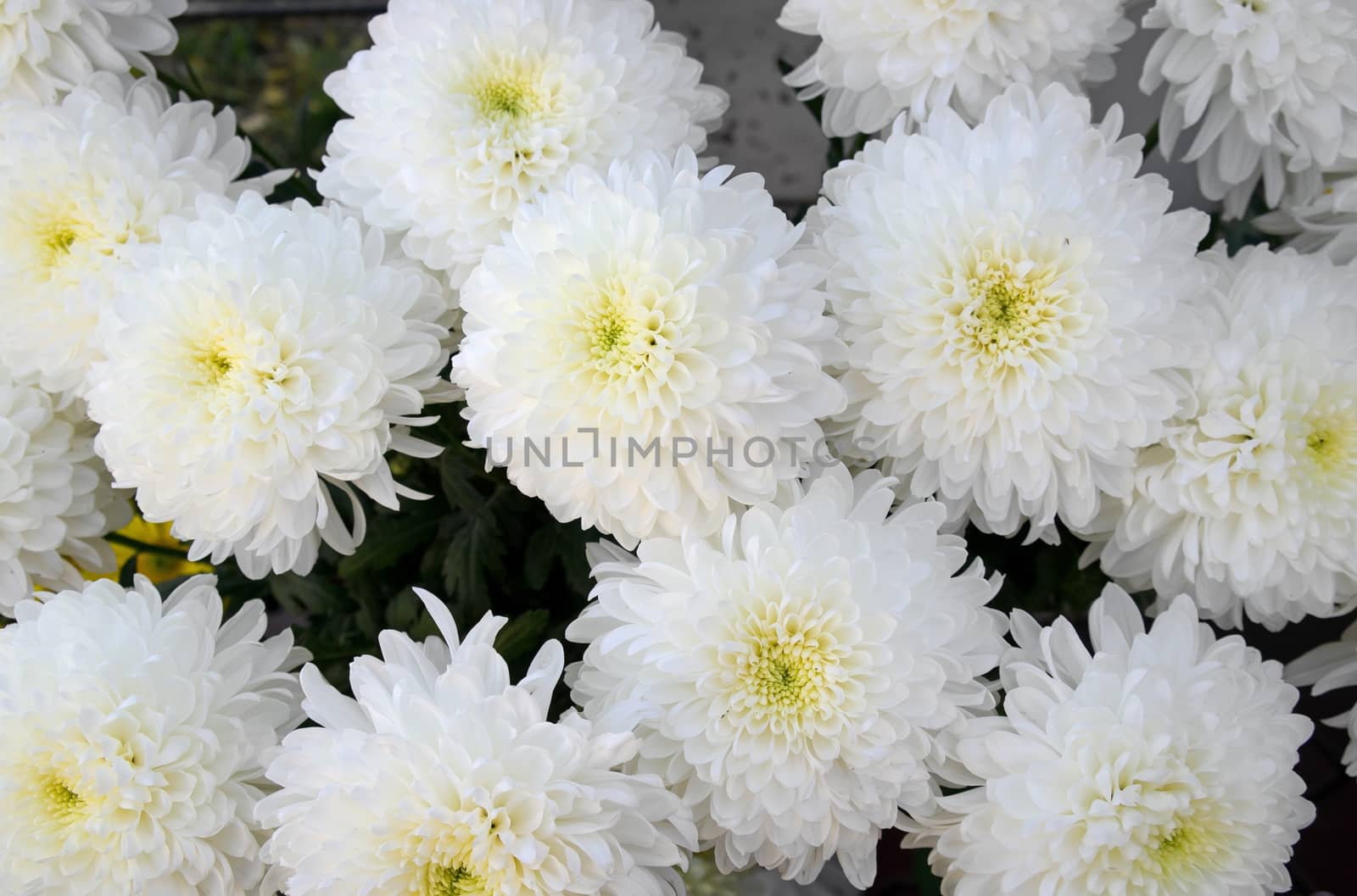Background closeup of unwrapped white chrysanthemums flowers